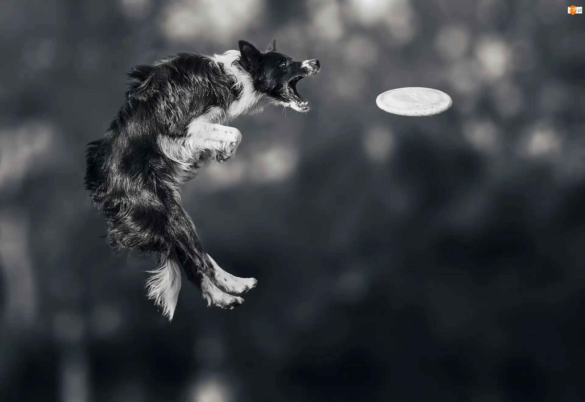 Zawody, Frisbee, Skok, Border collie, Sportowe