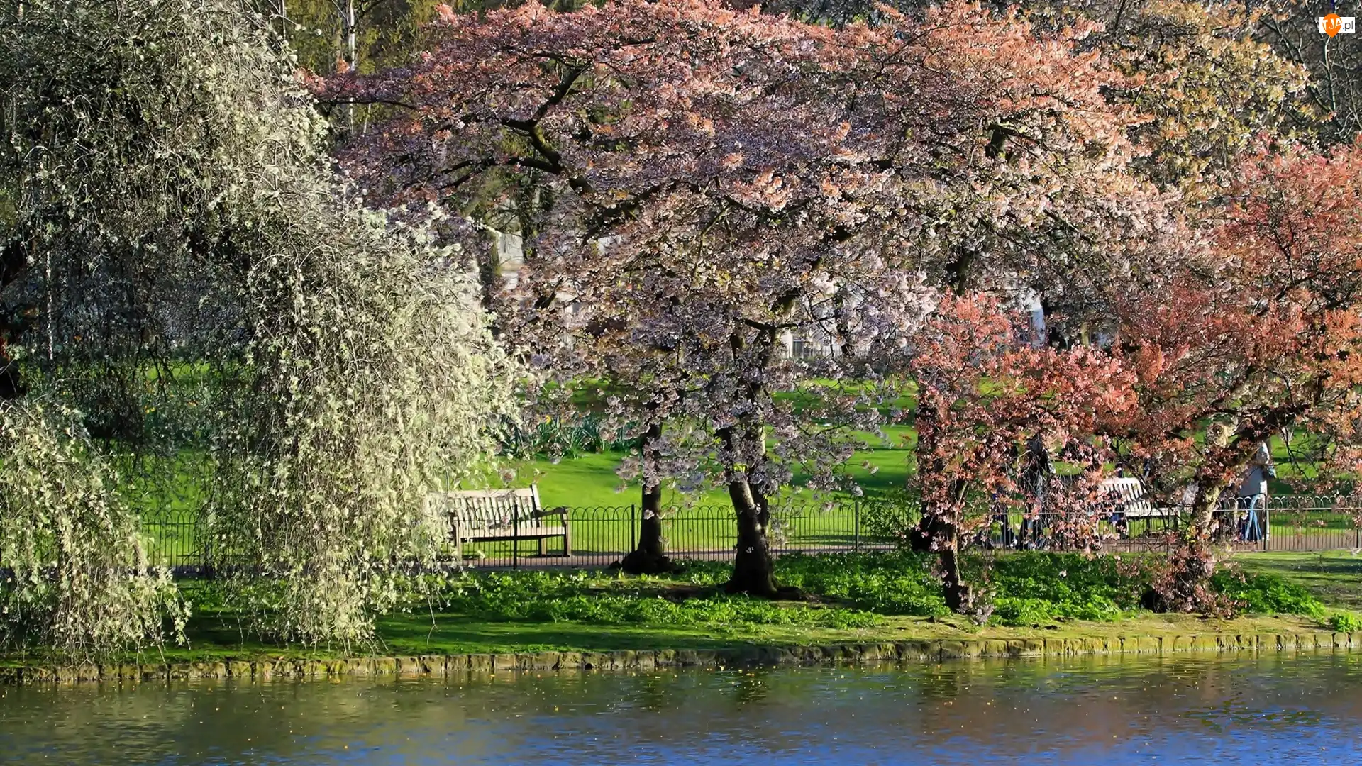 Kwitnące, Staw, Park, Wiosna, Drzewa