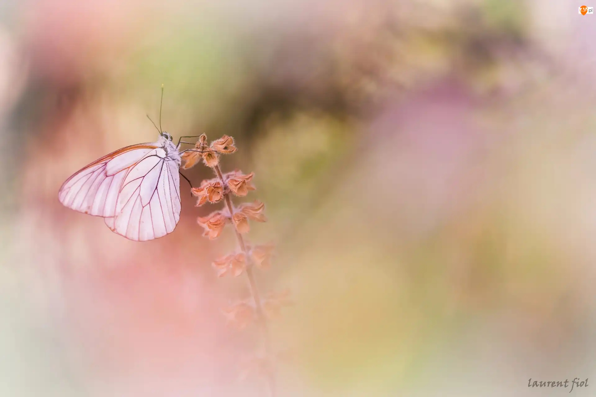 Roślina, Niestrzęp głogowiec, Motyl