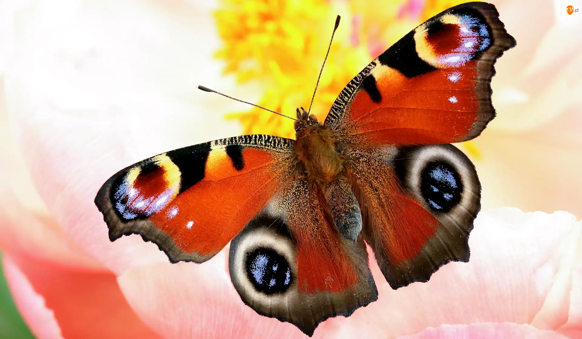 Zbliżenie, Motyl, Rusałka pawik