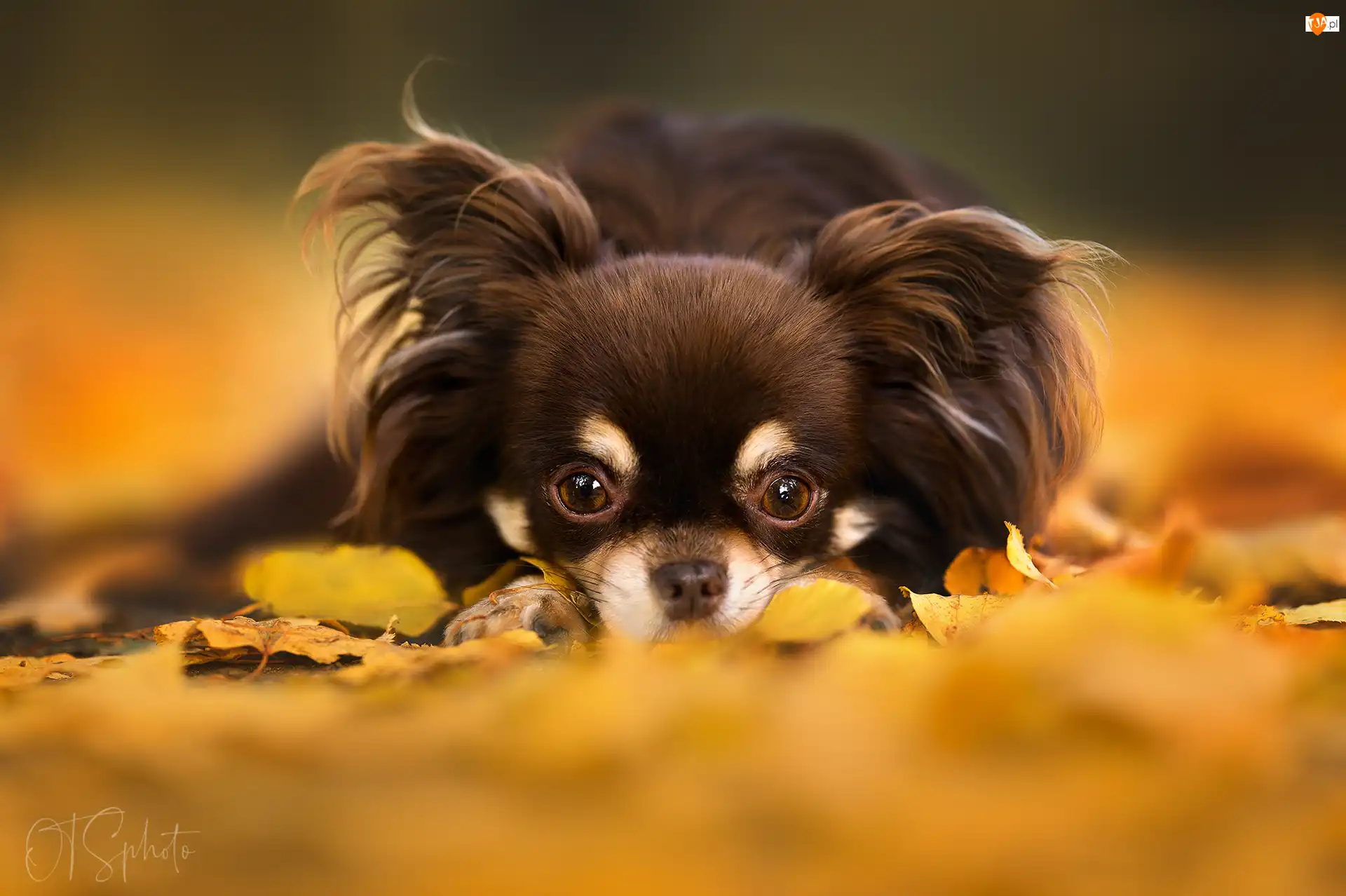 Liście, Pies, Chihuahua długowłosa