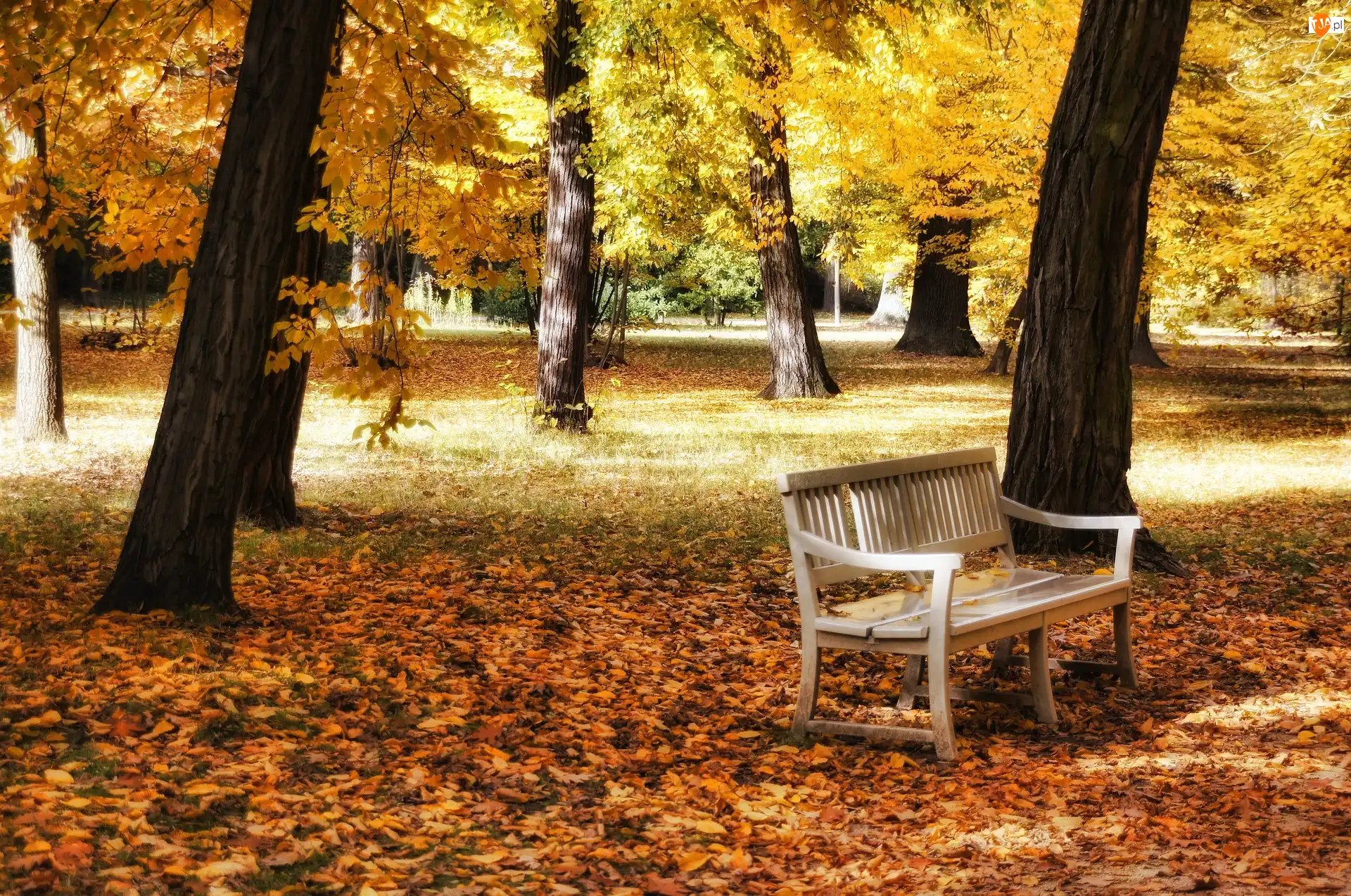 Park, Jesień, Ławka, Liście, Drzewa, Opadłe
