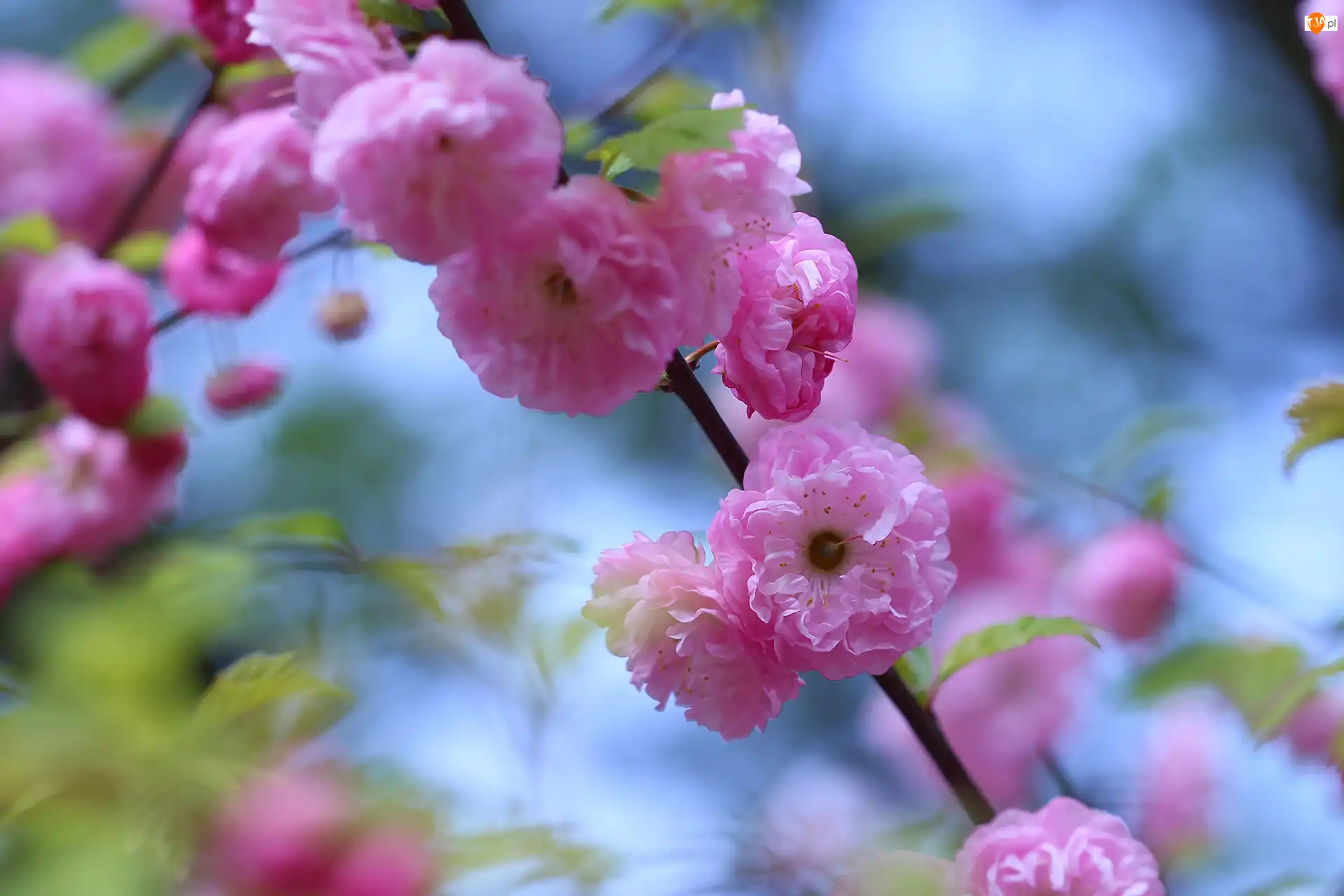 Krzew, Migdałek, Różowe, Kwiaty