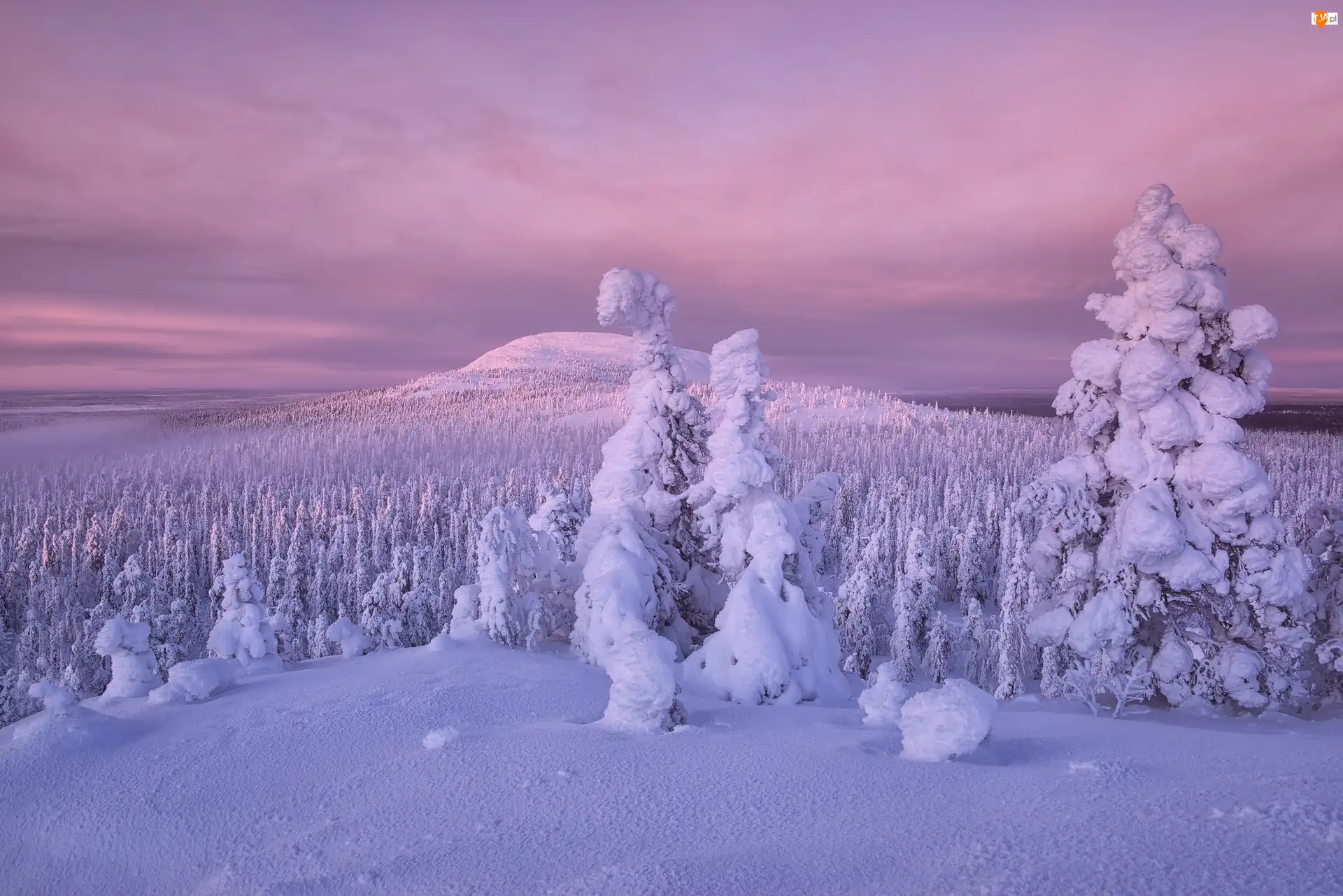 Drzewa, Finlandia, Zaśnieżone, Zima, Wzgórza