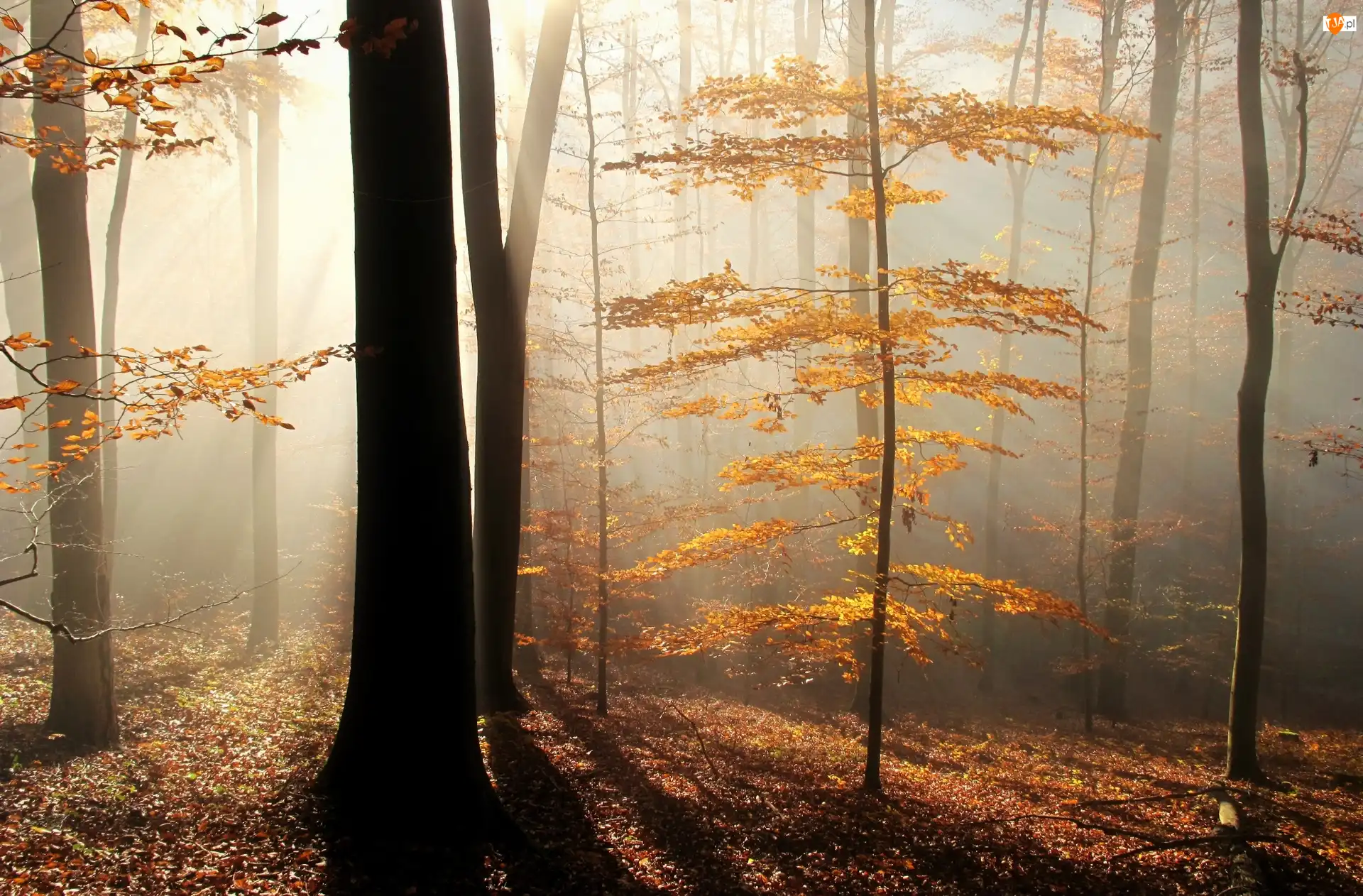 Przebijające, Mgła, Las, Jesienny, Światło