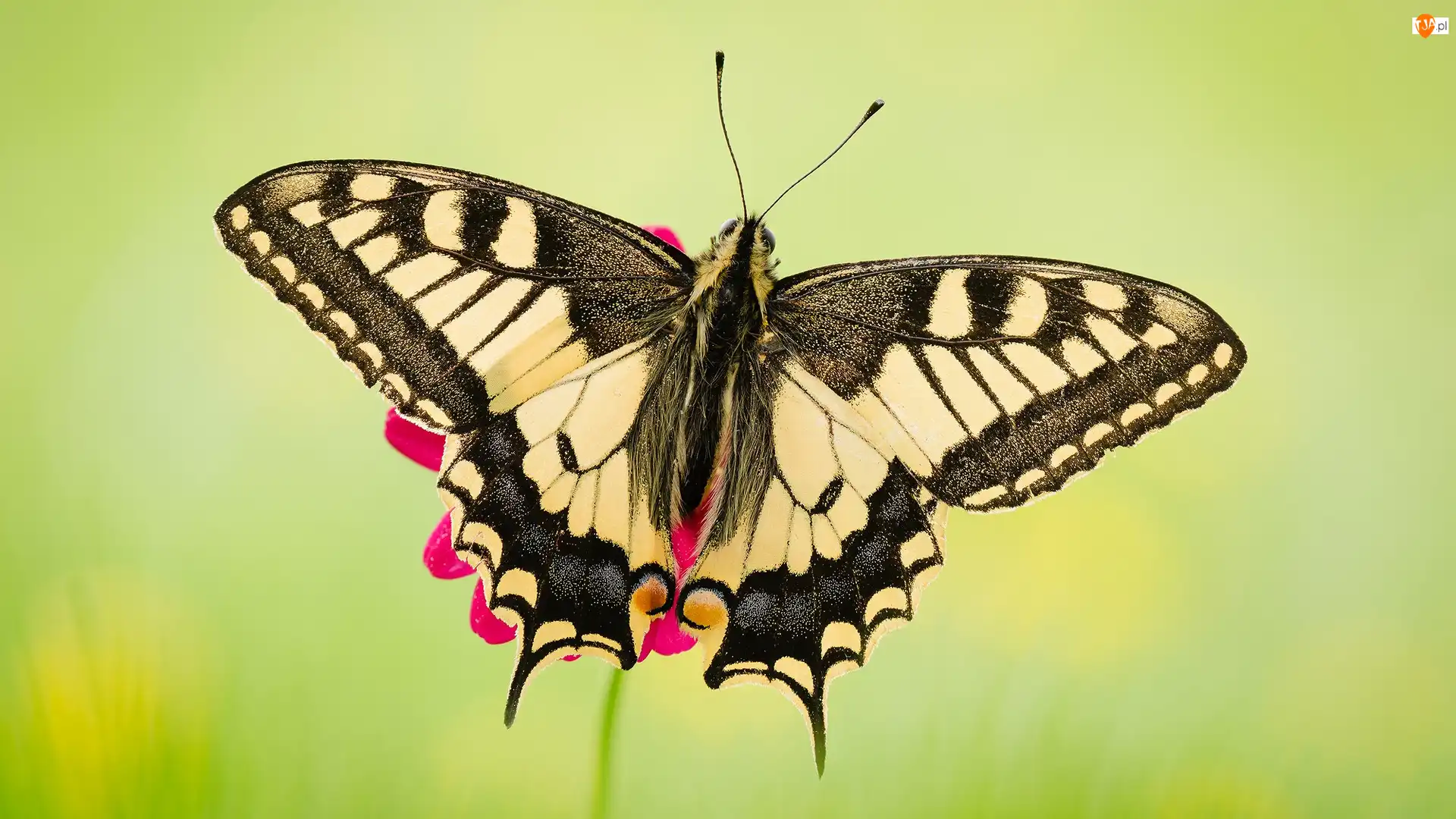 Makro, Tło, Paź królowej, Motyl, Zielone