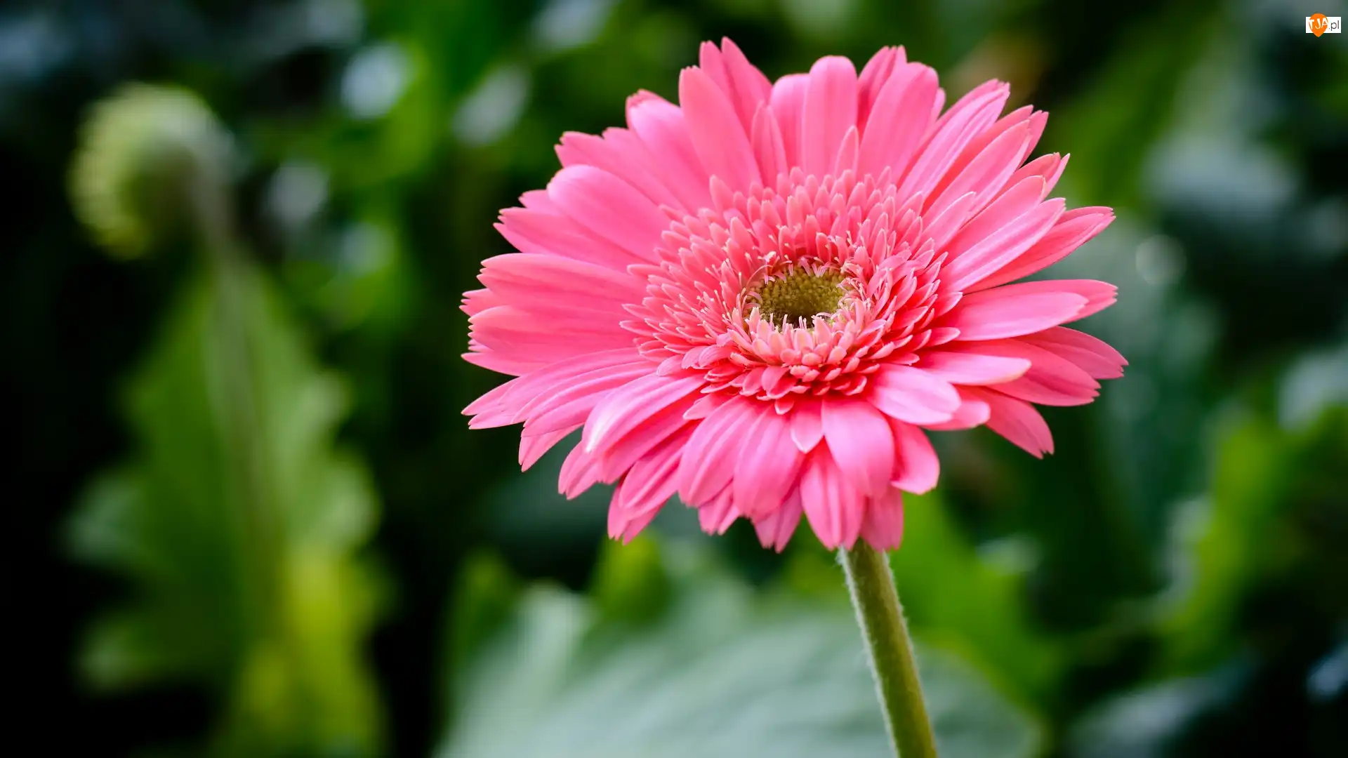 Kwiat, Różowa, Gerbera