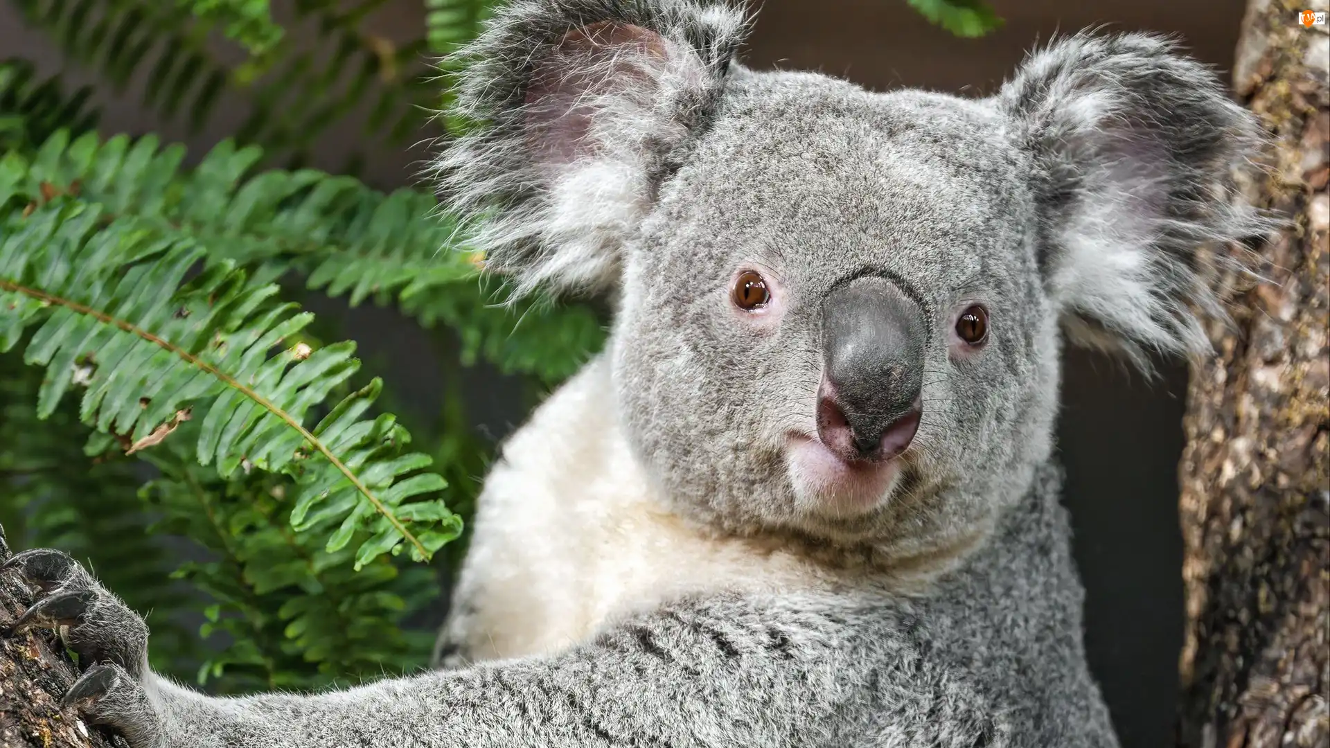 Kora, Koala, Liście, Drzewo