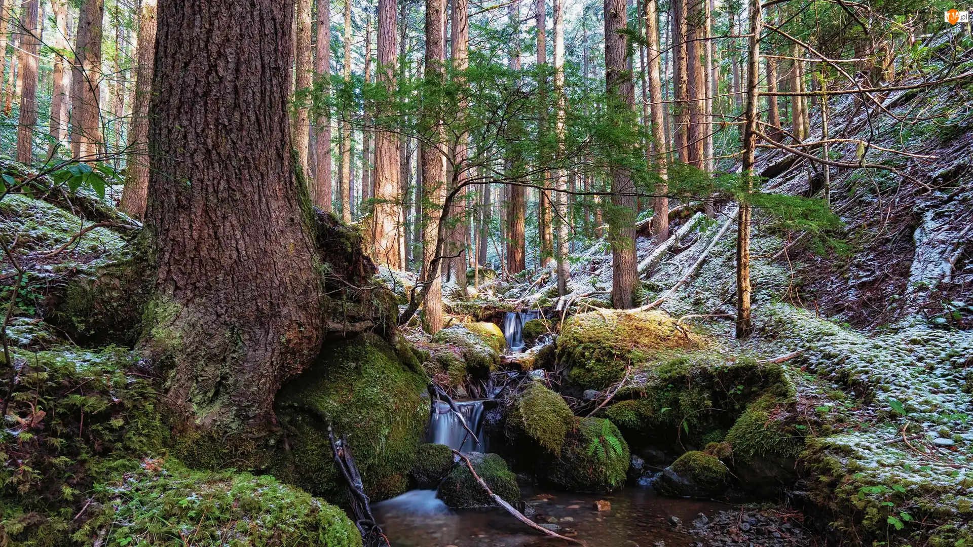 Drzewa, Las, Omszałe, Potok, Skarpa, Kamienie