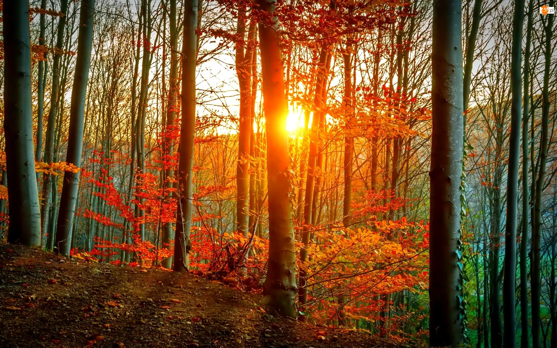 Słońce, Las, Jesień
