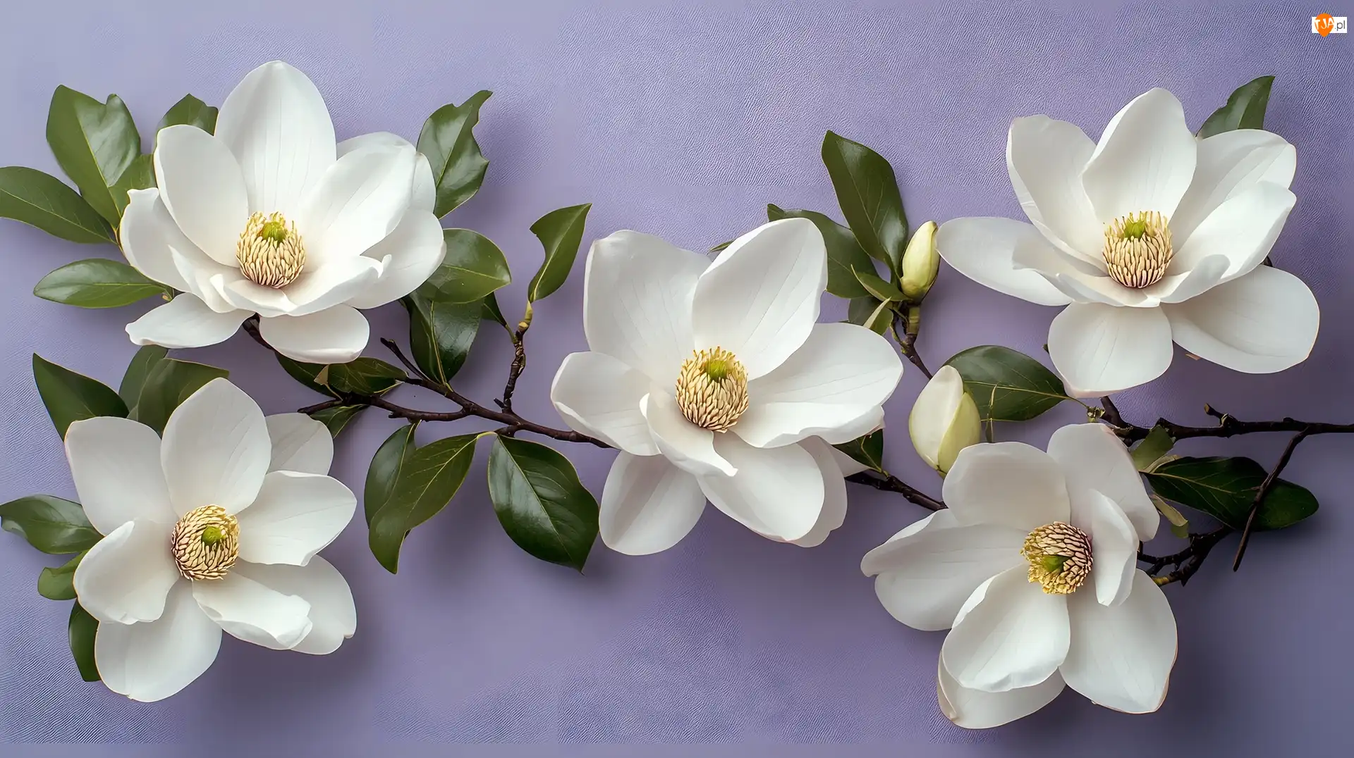 Gałązka, Magnolia, Kwiaty, Białe, Listki