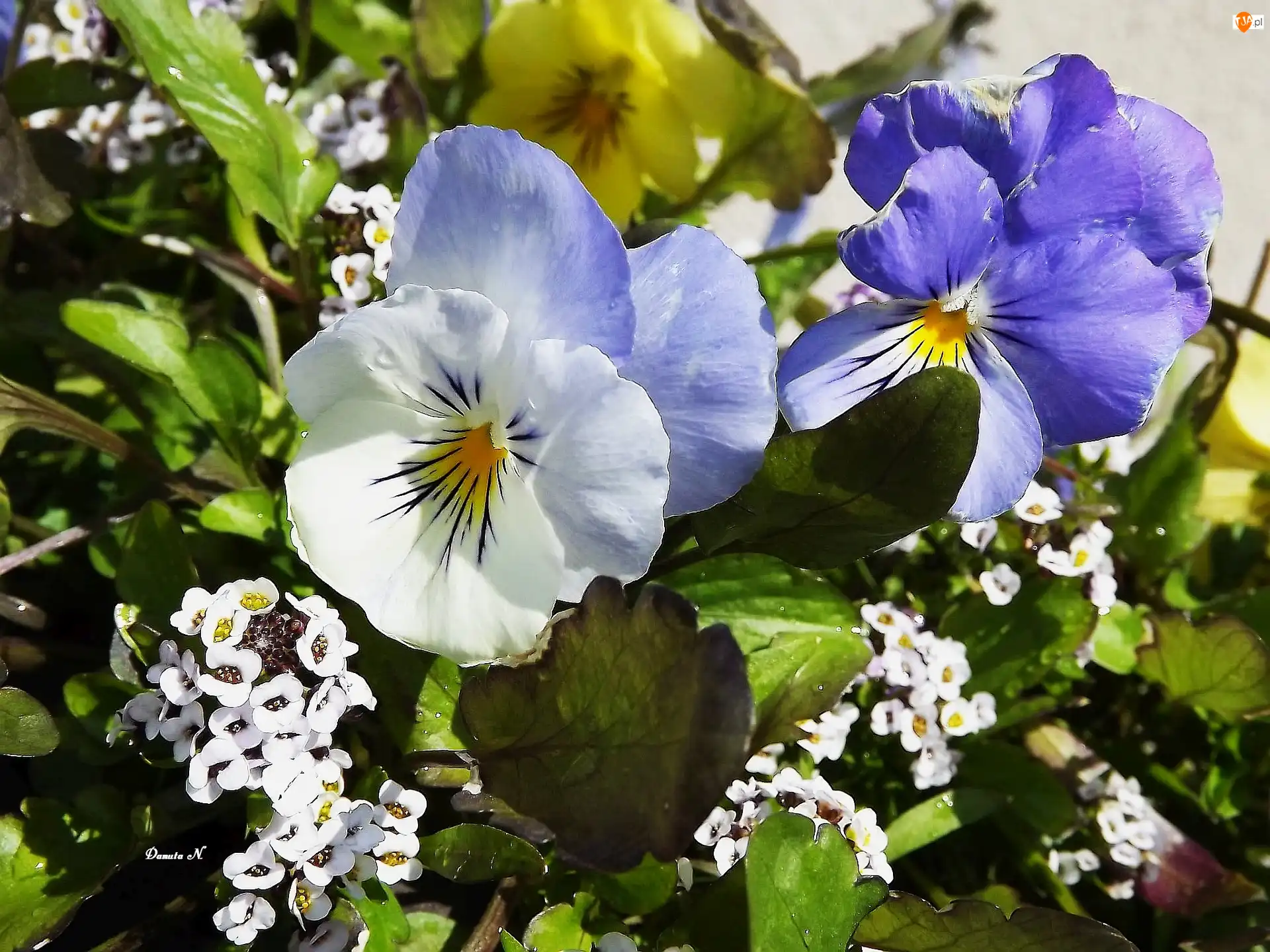 Kolorowe, Lato, Bratki, Kwiatki, Ogród