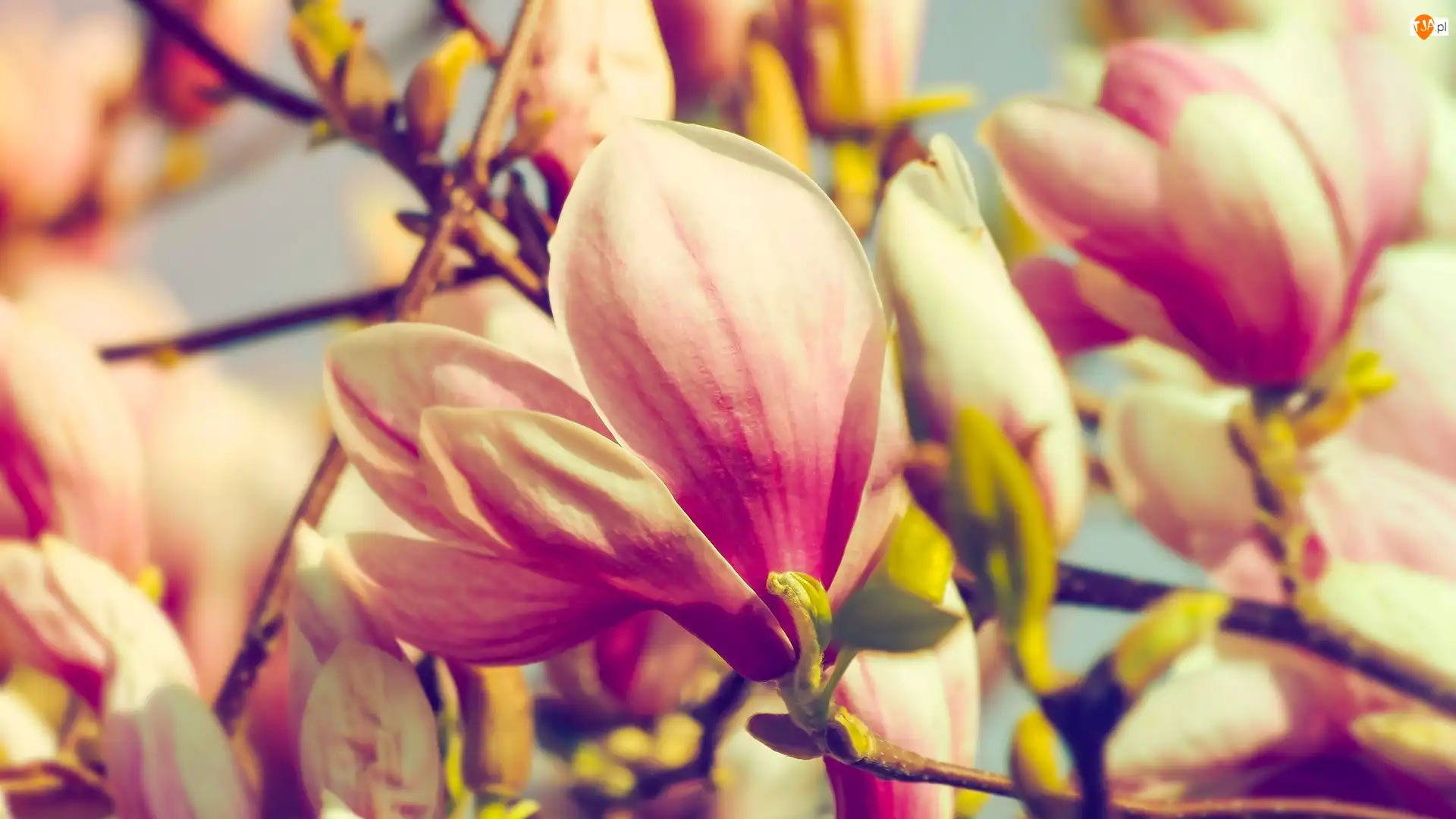 Zbliżenie, Kwiaty, Magnolia, Gałązki