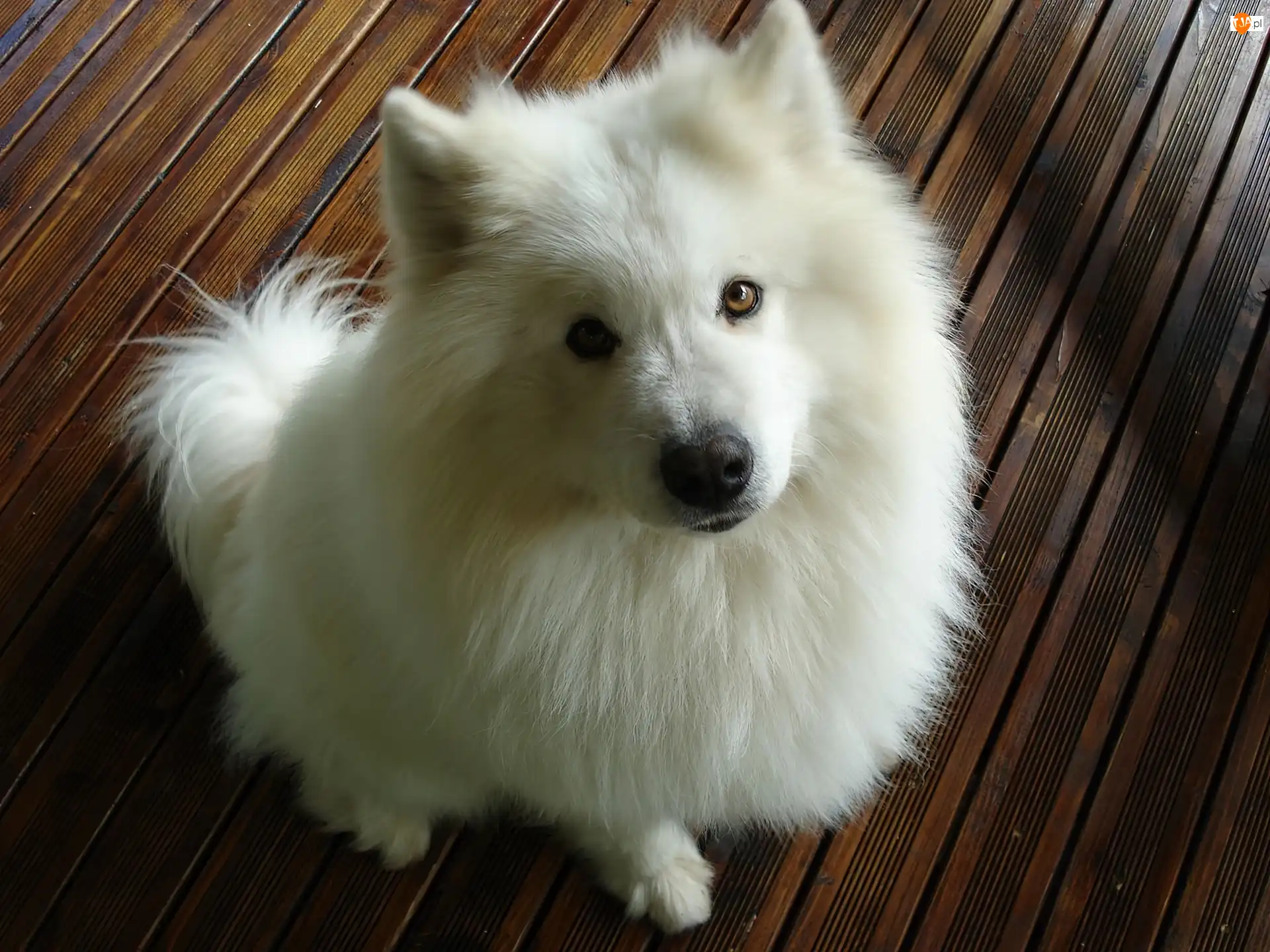 Samoyed, Biały, Piesek