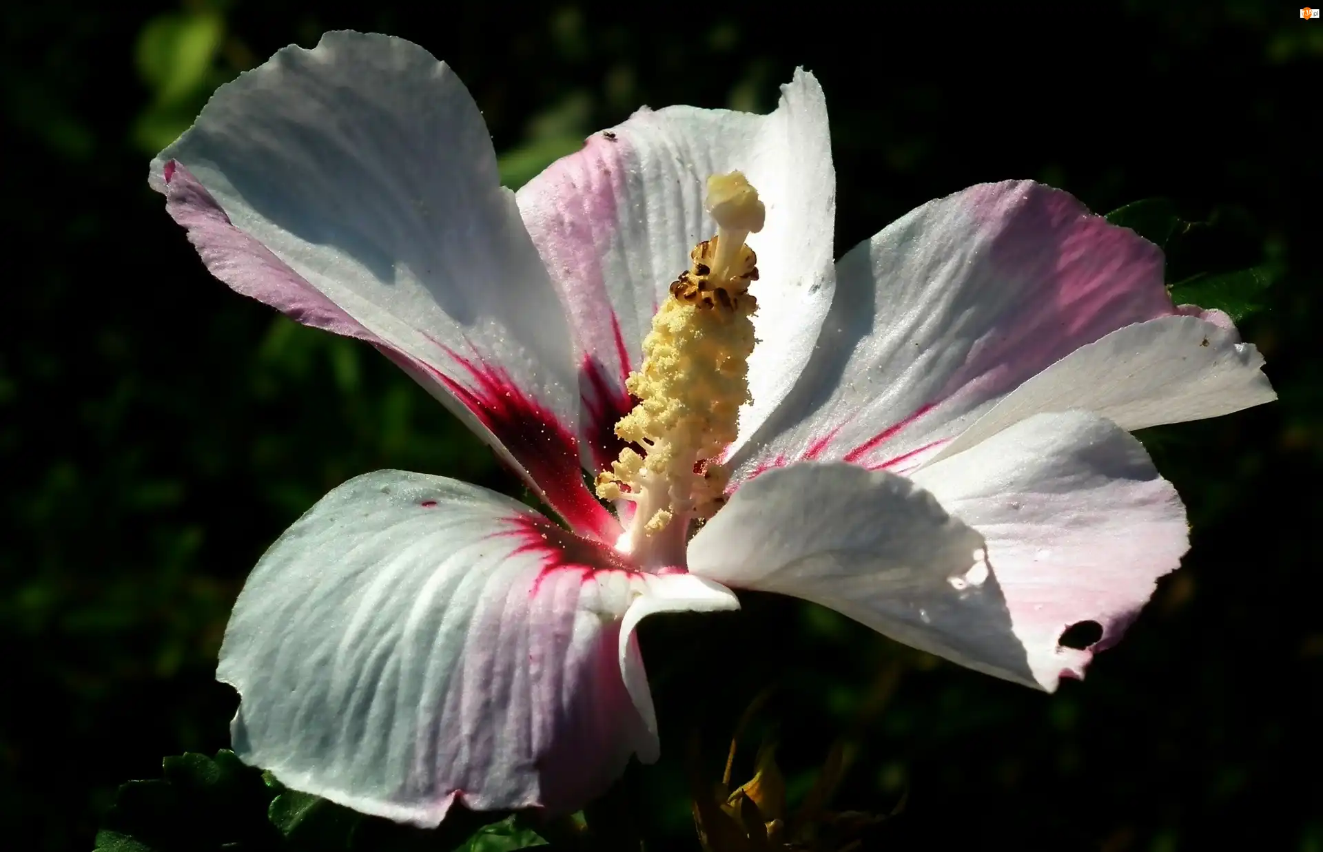 Hibiskus, Przyroda, Kwiat