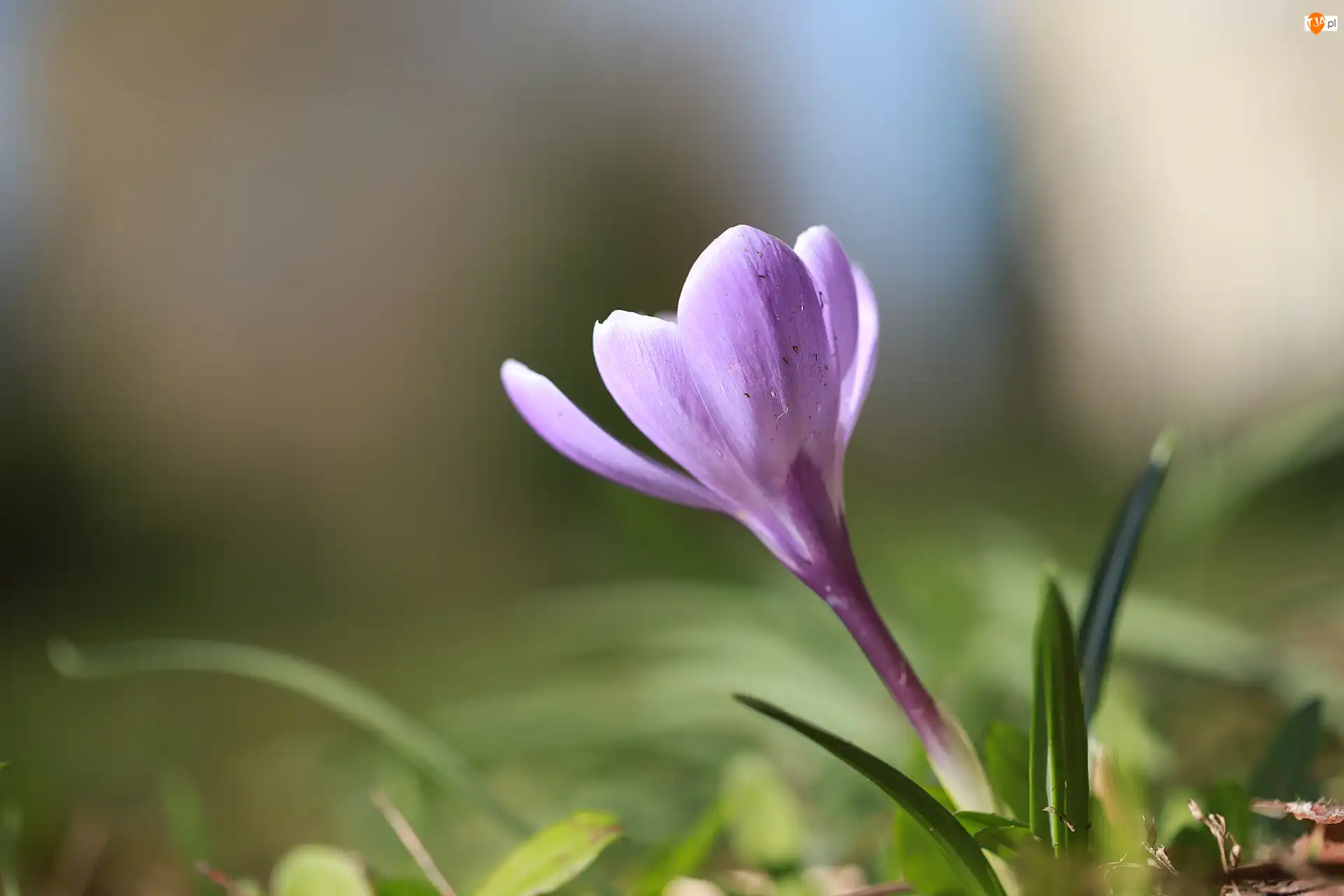 Kwiat, Liliowy, Krokus