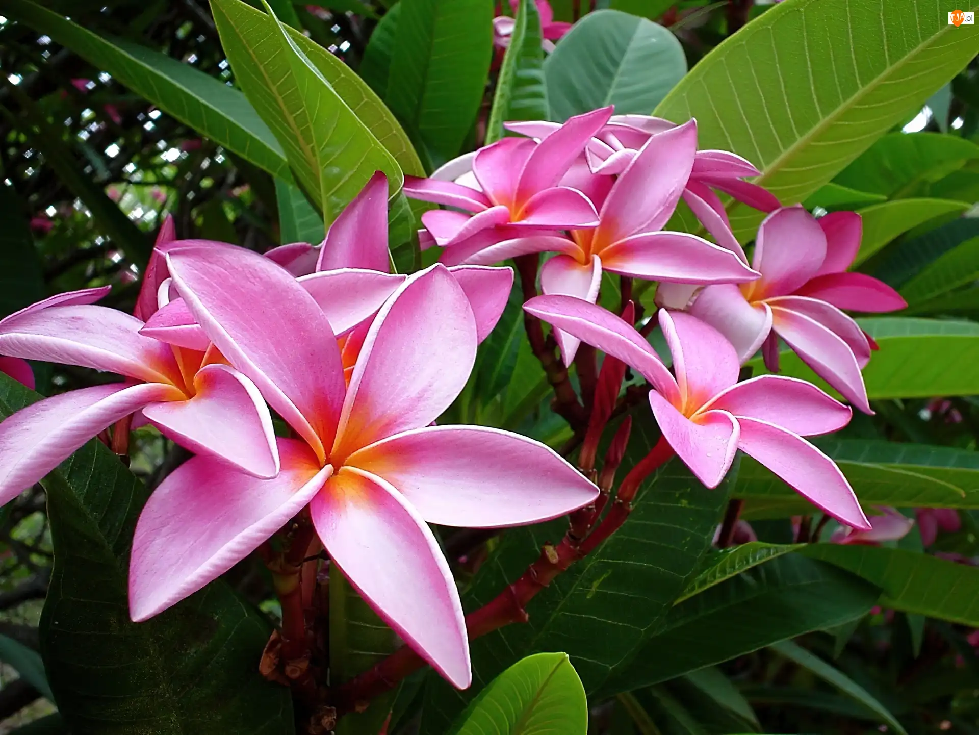 Liście, Różowa, Plumeria