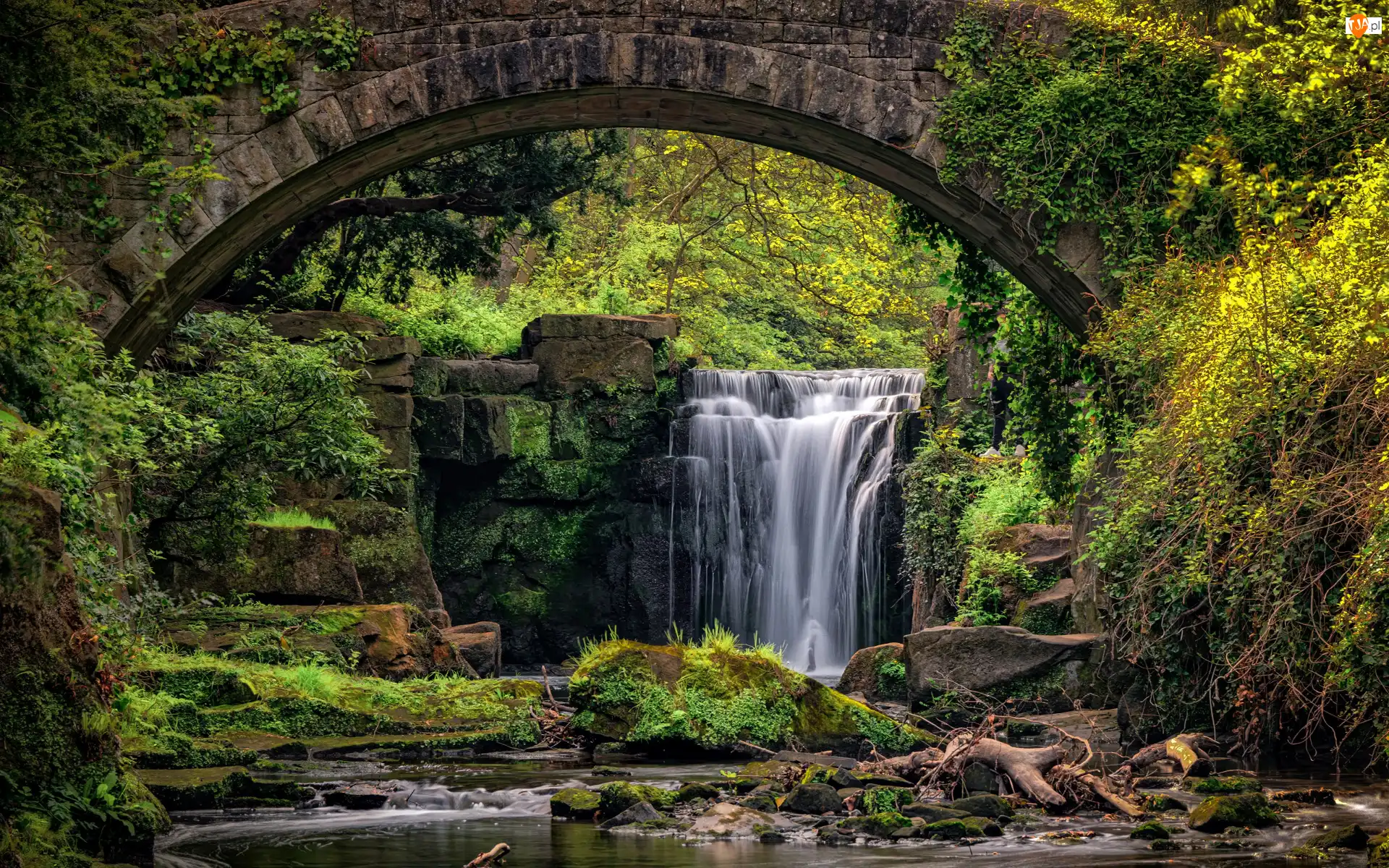 Rośliny, Wodospad, Most, Newcastle, Jesmond Dean Waterfall, Kamienie, Anglia, Drzewa