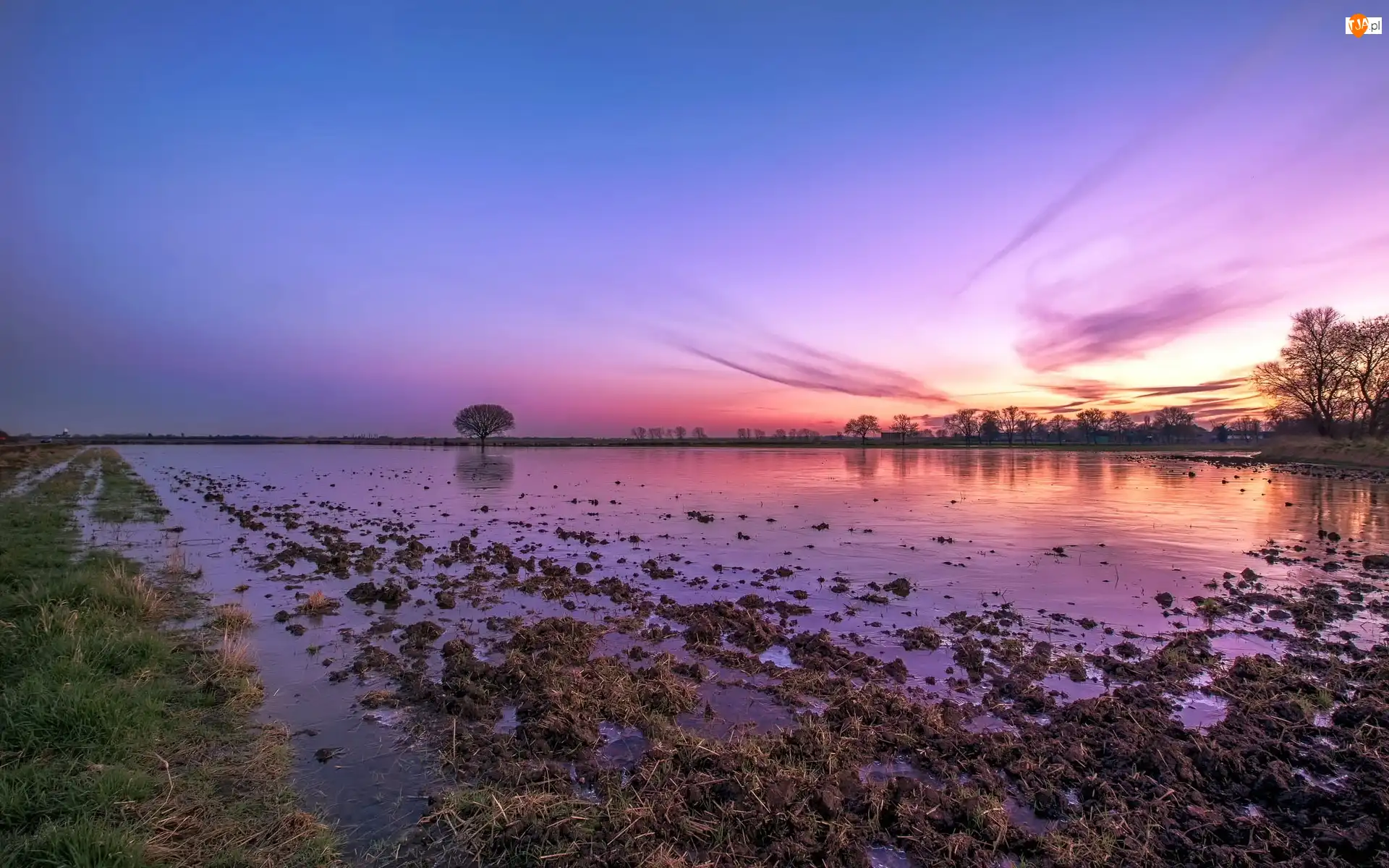 Słońca, Bagno, Drzewa, Zachód