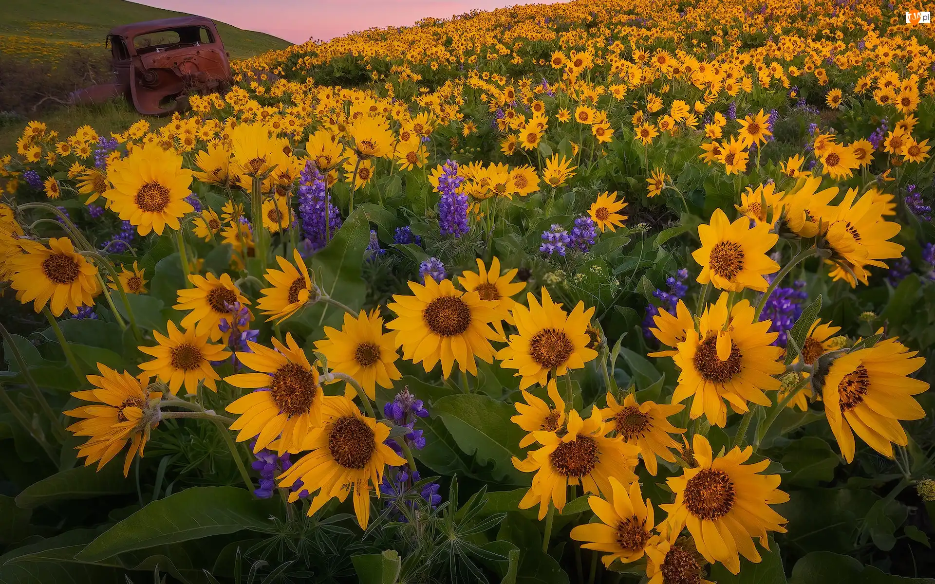 Stany Zjednoczone, Kwiaty, Stan Waszyngton, Samochodu, Park stanowy Columbia Hills, Balsamorhiza, Łubin, Wzgórze, Wrak