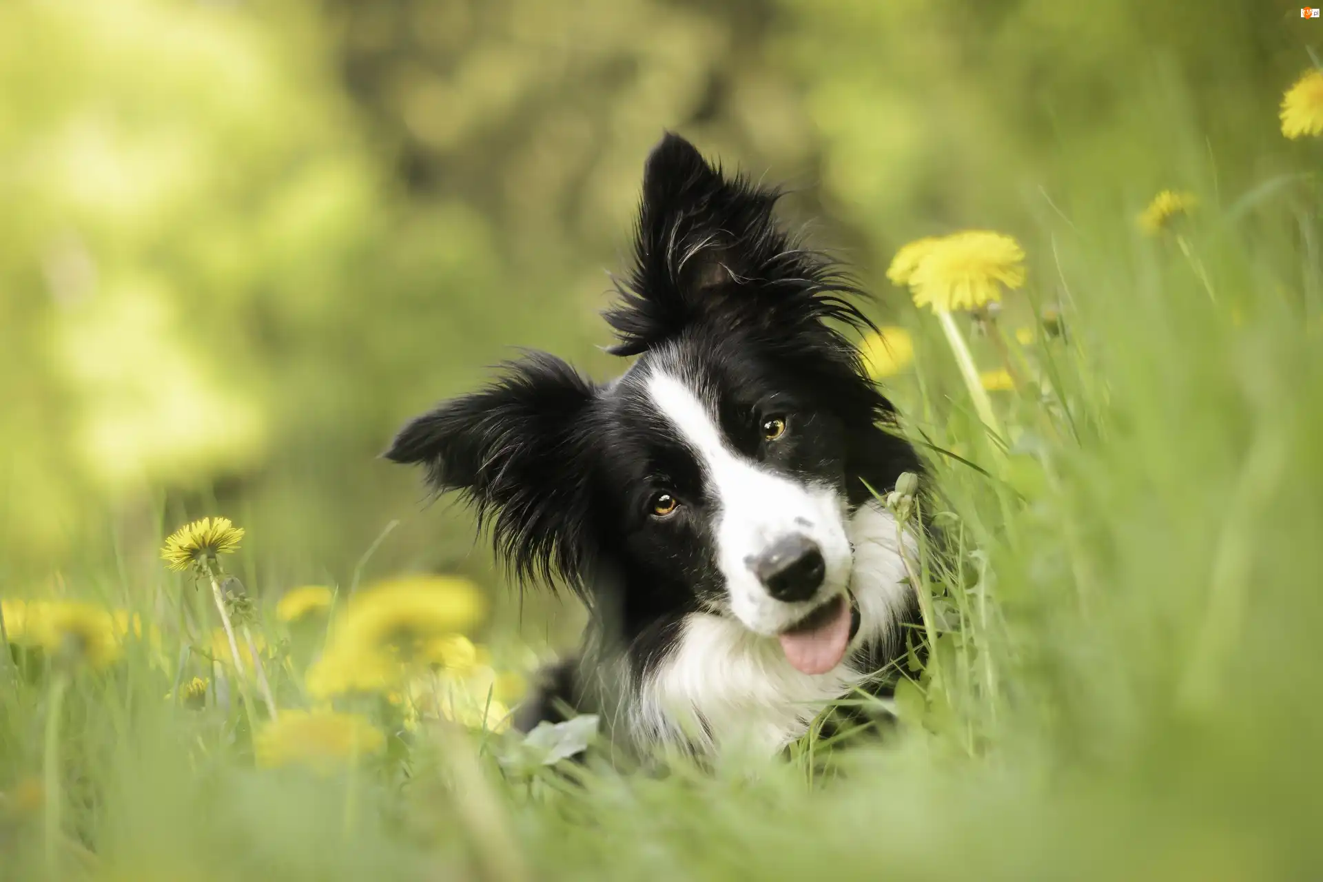 Łąka, Pies, Border Collie
