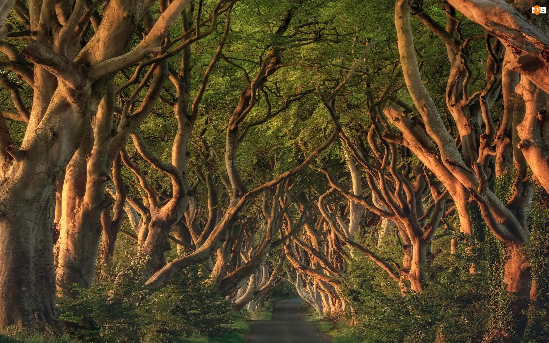 Aleja bukowa, Dark Hedges, Irlandia Północna, Droga, Hrabstwo Antrim, Buki, Drzewa
