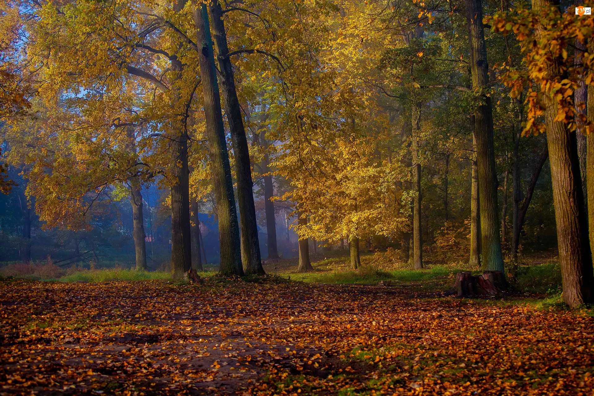 Drzewa, Liście, Park, Jesień, Opadłe