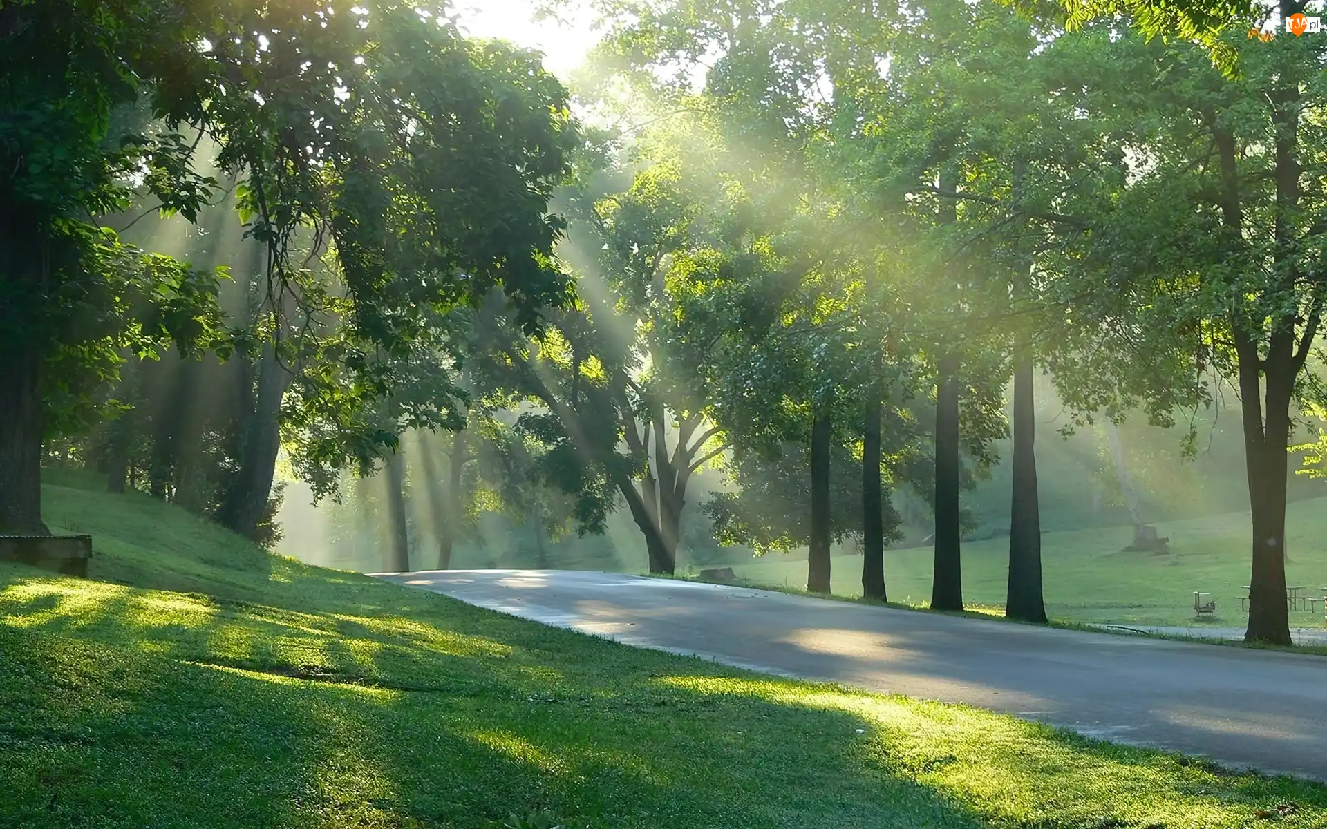 Park, Przebijające, Światło, Drzewa