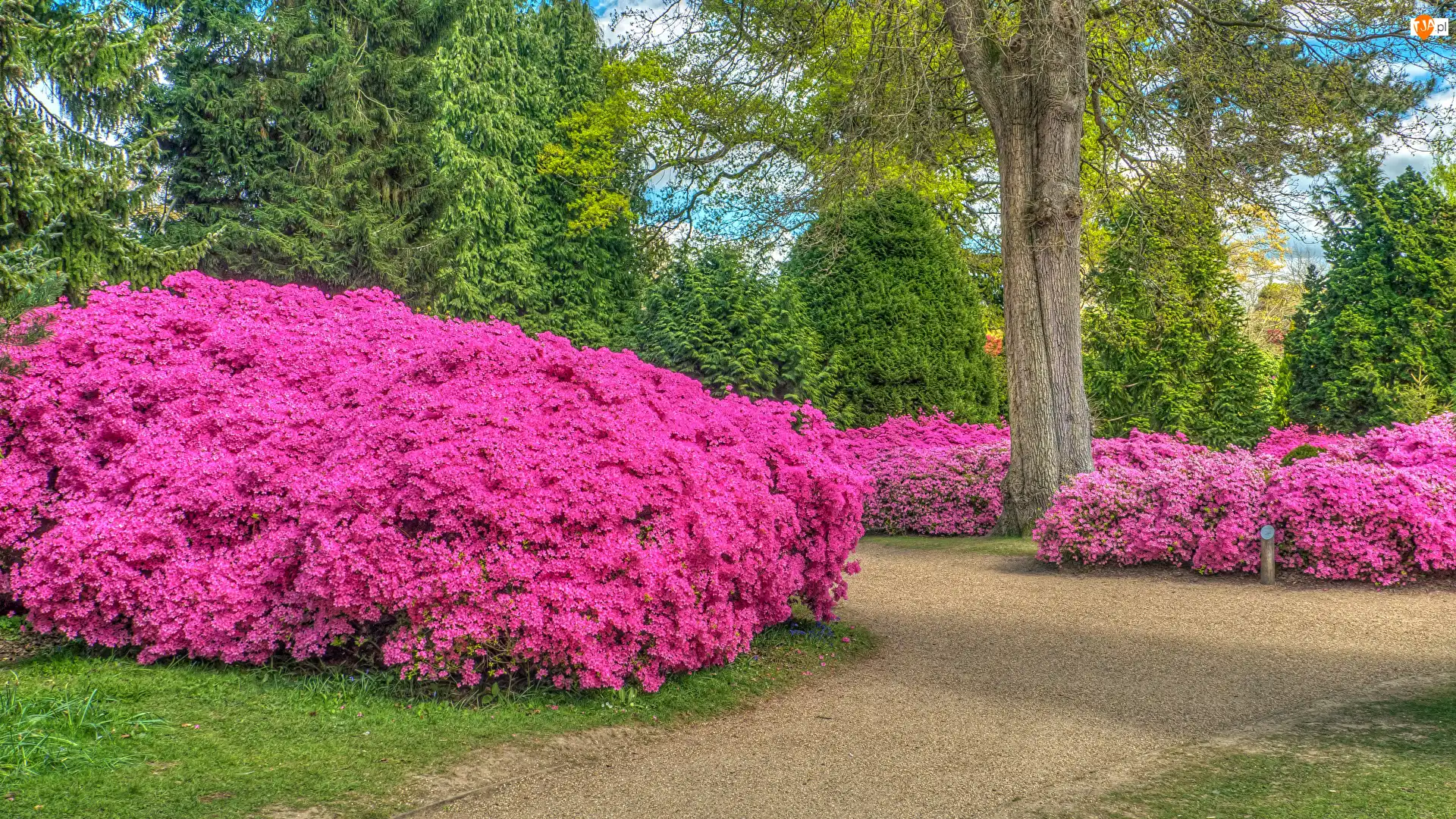 Drzewa, Alejka, Rododendrony, Park, Krzewy