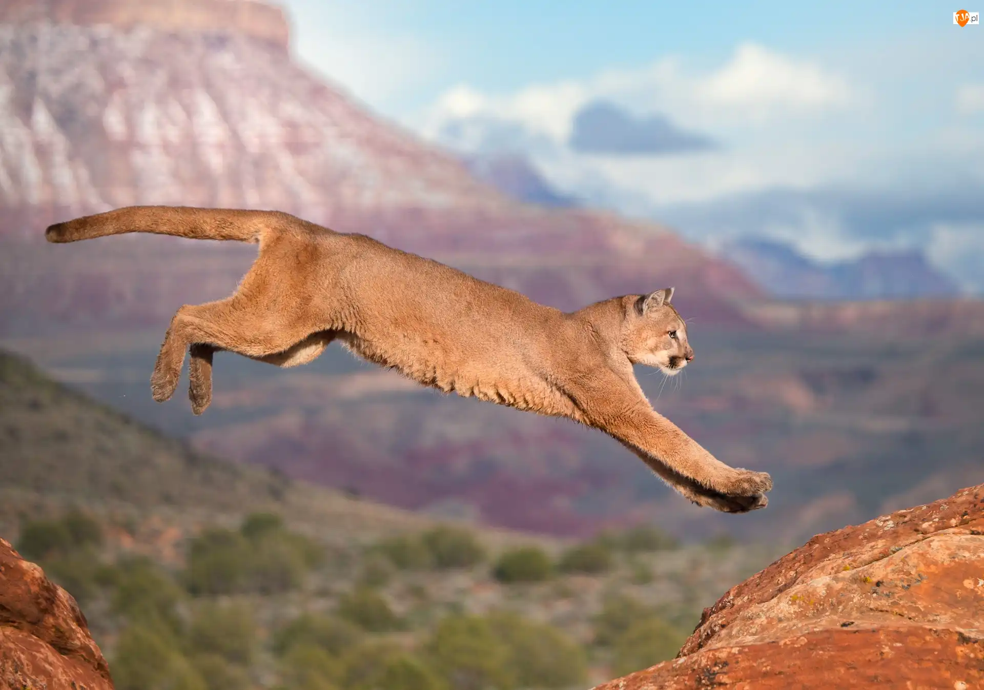 Skok, Puma, Góry