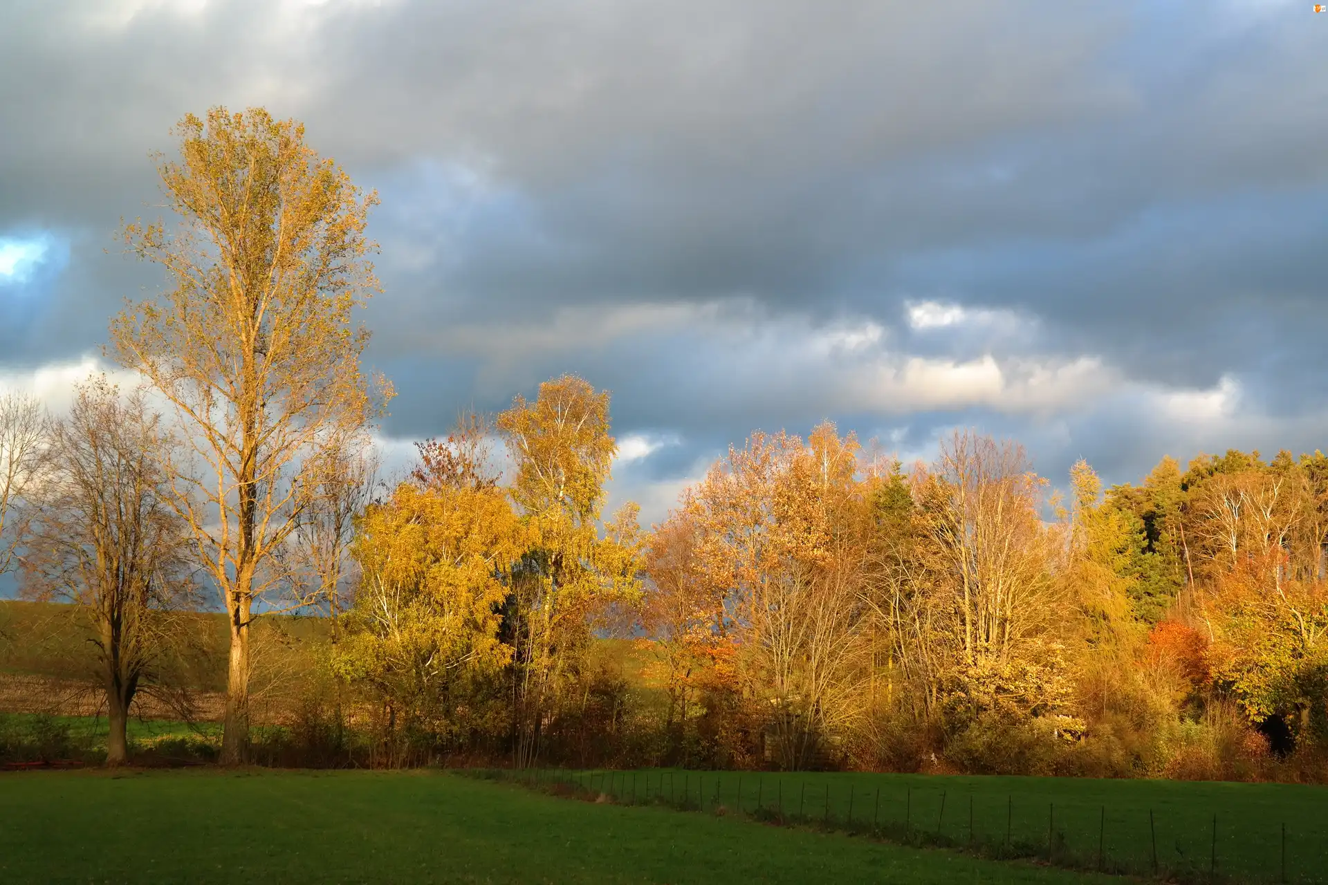 Drzewa, Jesień, Kolorowe