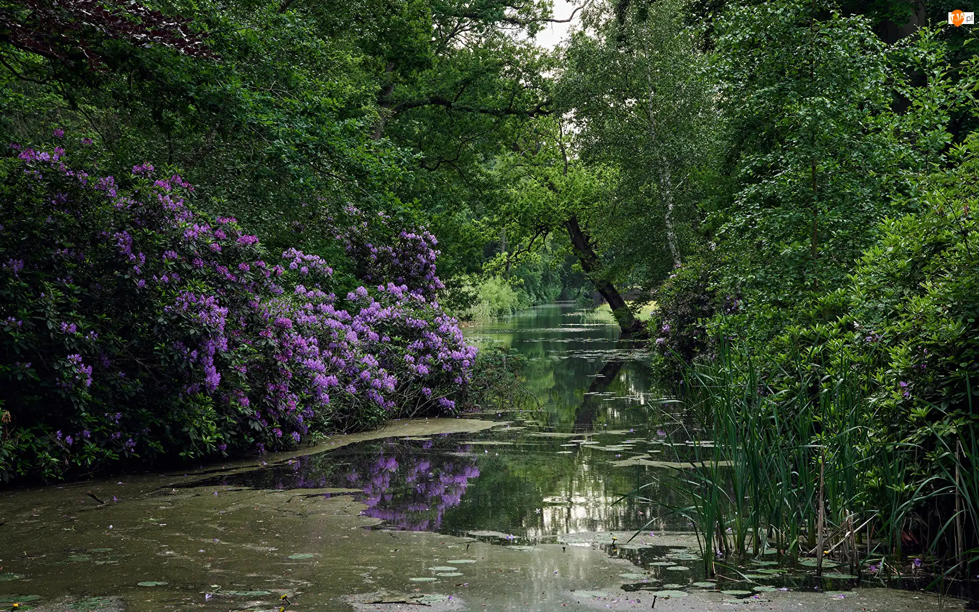 Krzewy, Staw, Drzewa, Park, Różanecznik