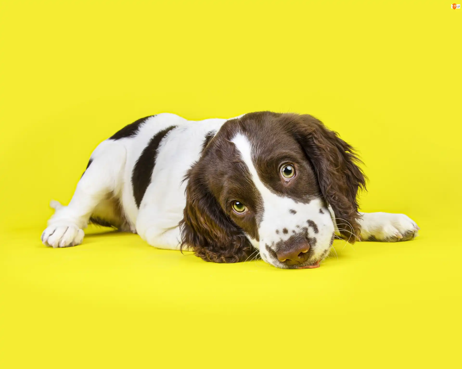 Springer spaniel walijski, Leżący, Szczeniak