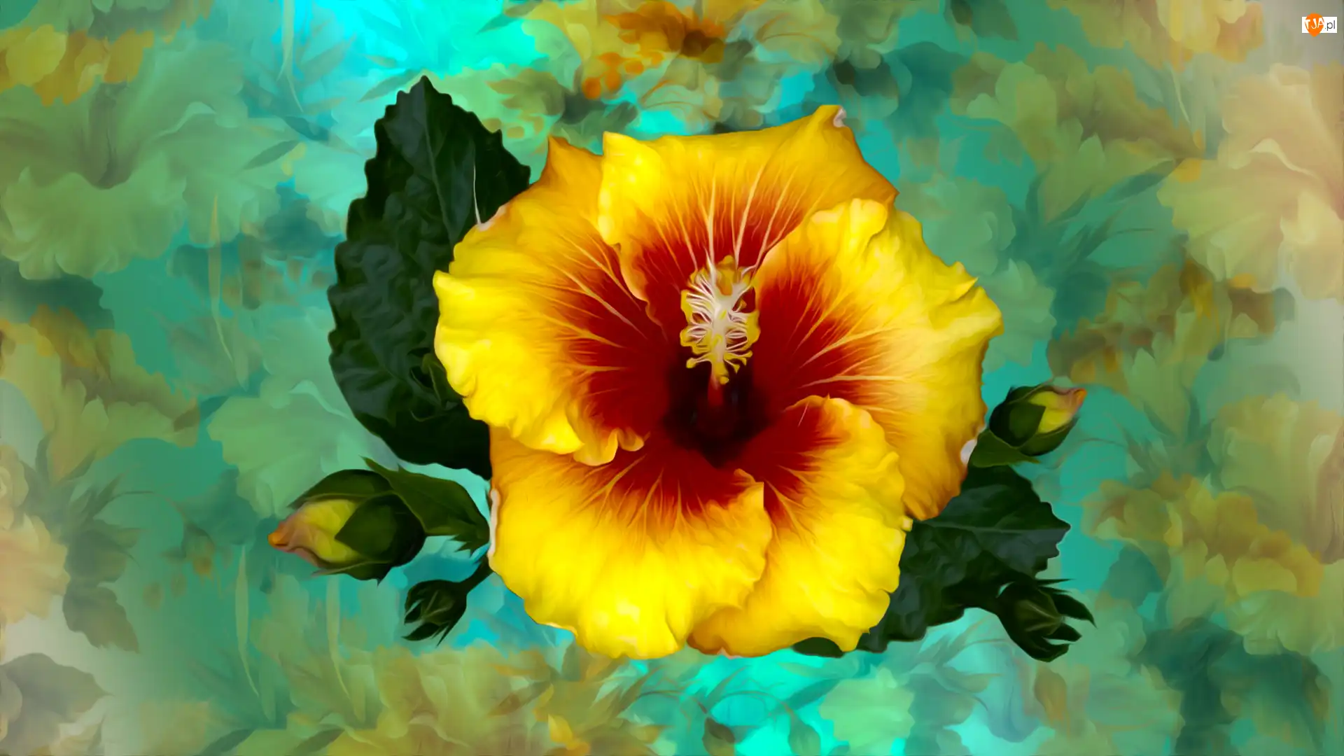 Kolorowe tło, Kwiat, Hibiskus, Grafika