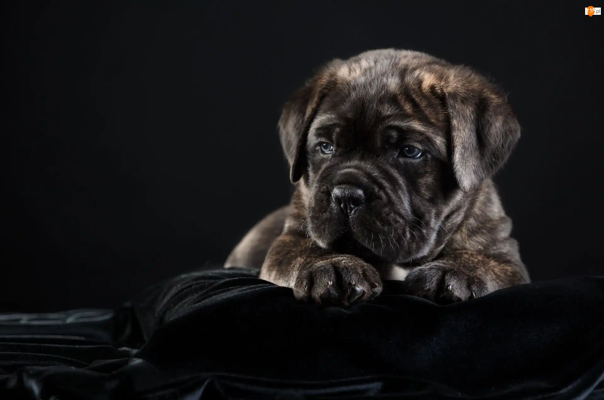 Cane corso, Młody, Szczeniak