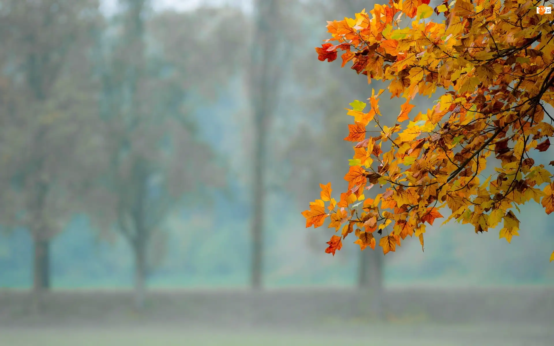 Liście, Park, Gałąź, Drzewa