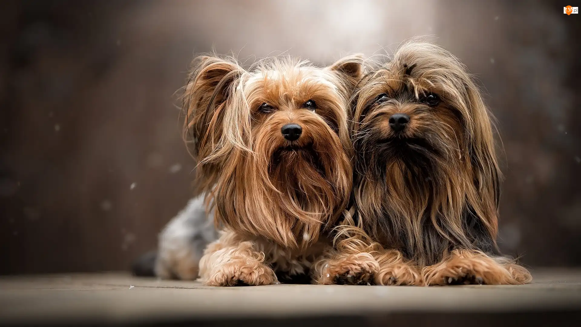 Yorkshire terrier, Dwa, Psy