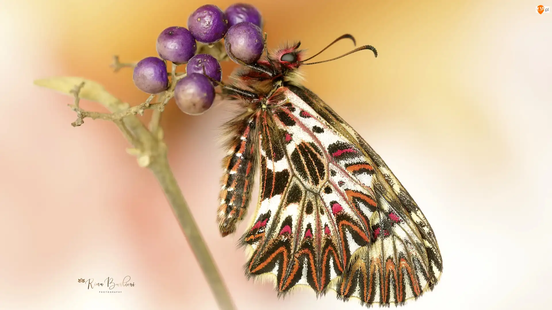 Makro, Motyl, Zygzakowiec rubinowy, Roślina
