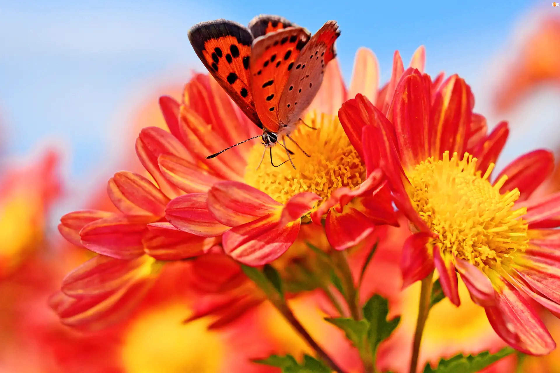 Pomarańczowo, Kwiaty, Motyl, Cętkowany, Żółte