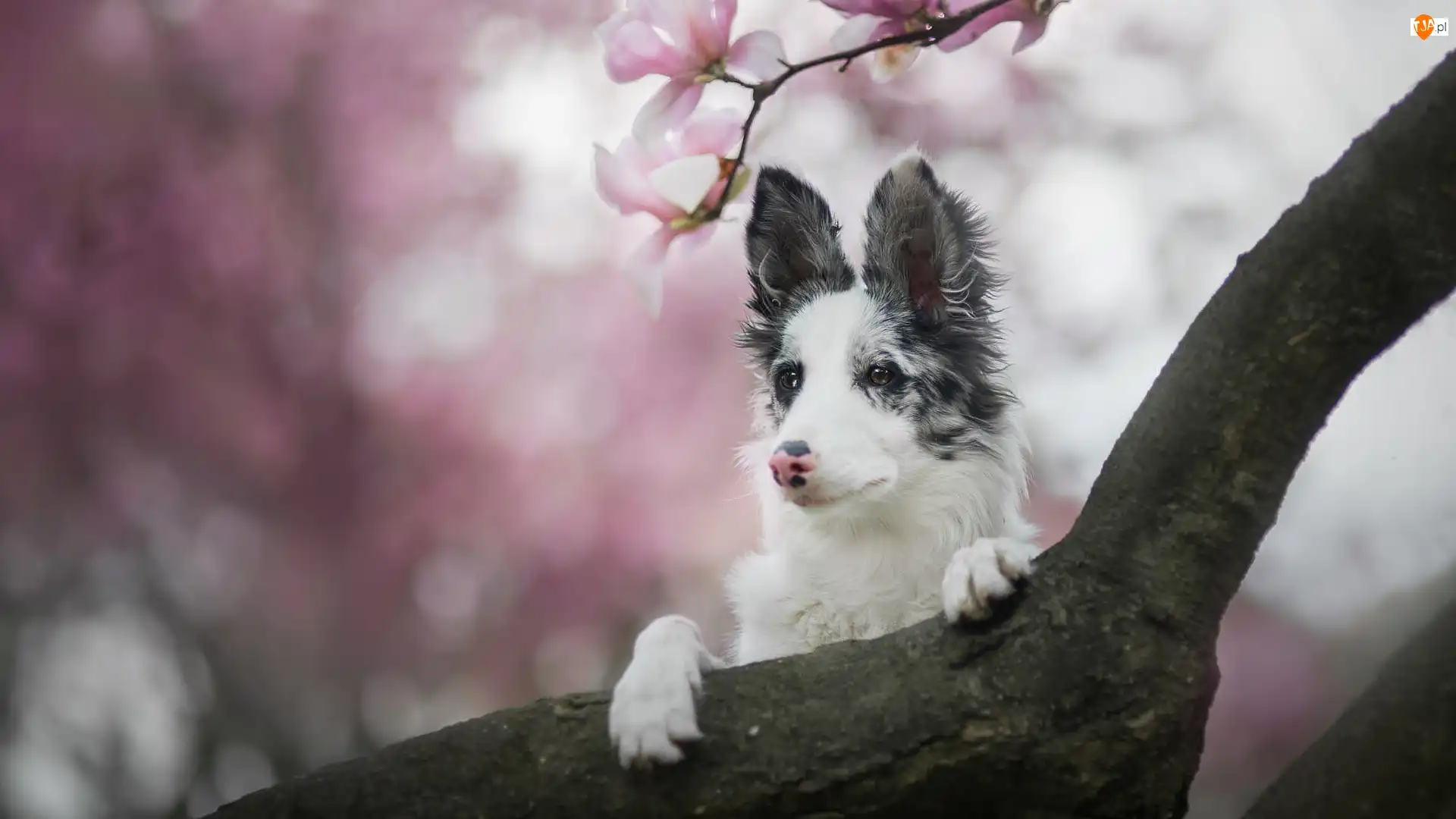 Konar, Magnolia, Border collie, Pies, Kwiaty