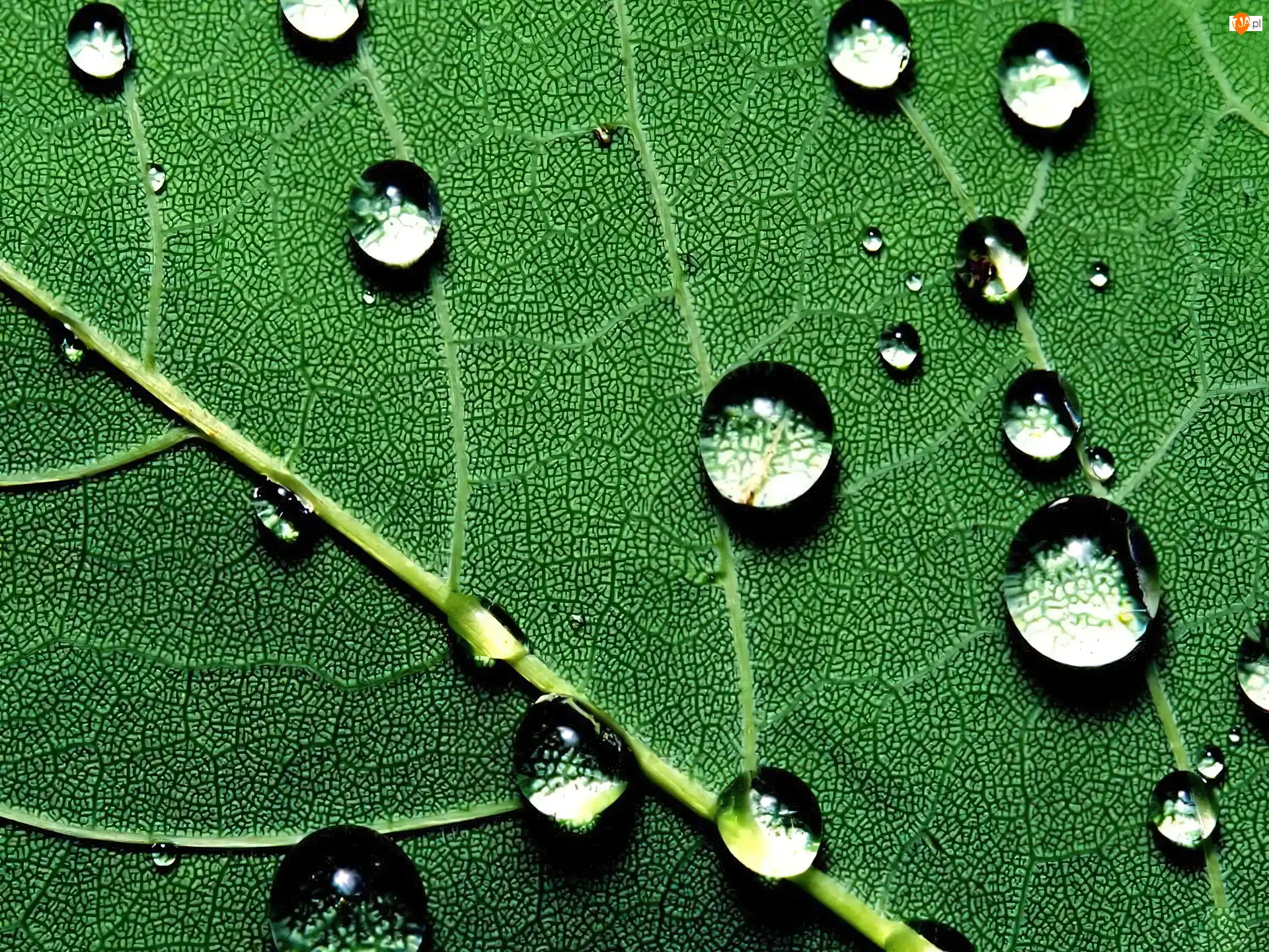 Rosy, Liść, Krople