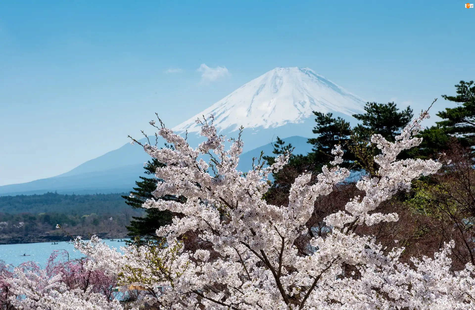 Drzewa, Wiosna, Kwitnące, Fudżi, Japonia