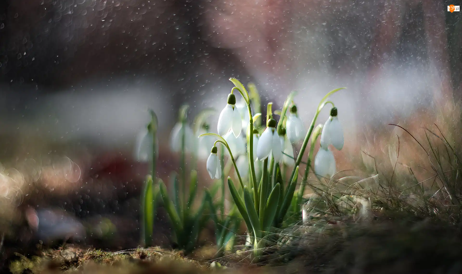Bokeh, Kwiaty, Przebiśniegi, Trawa