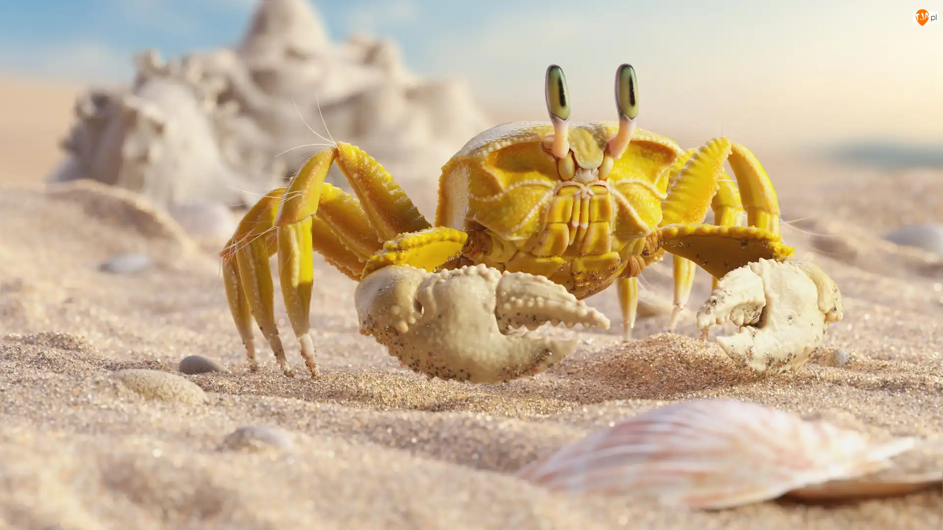 Piasek, Żółty, Krab