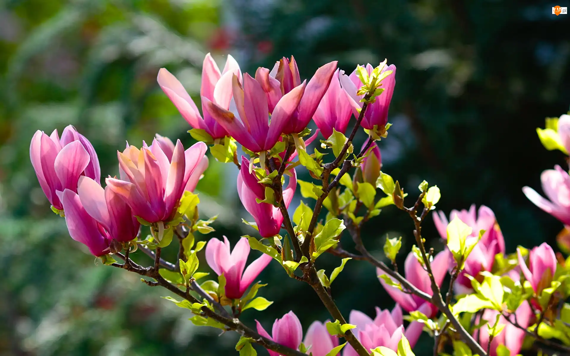 Gałęzie, Magnolia, Różowe, Kwiaty