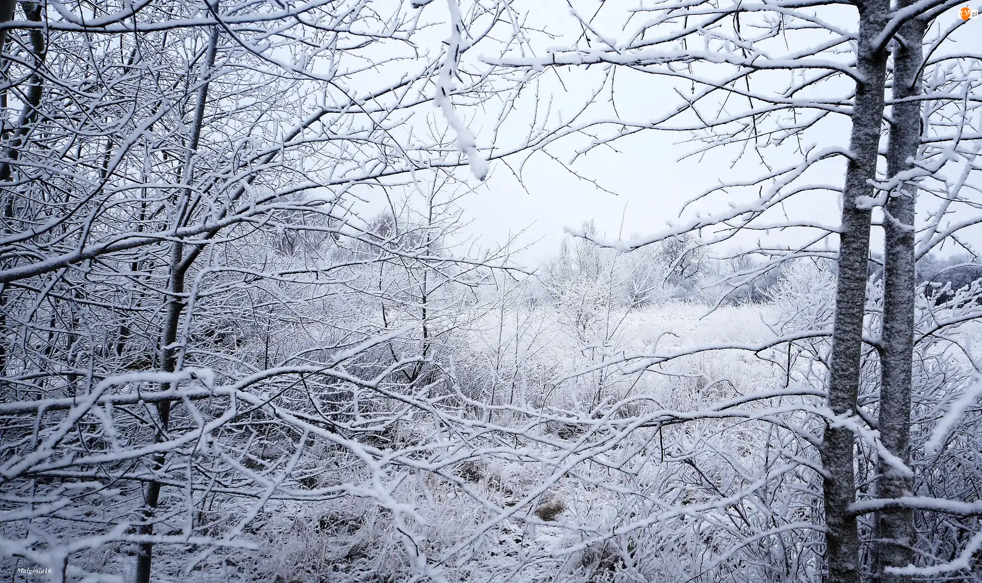 Śnieg, Zima, Drzewa, Gałęzie