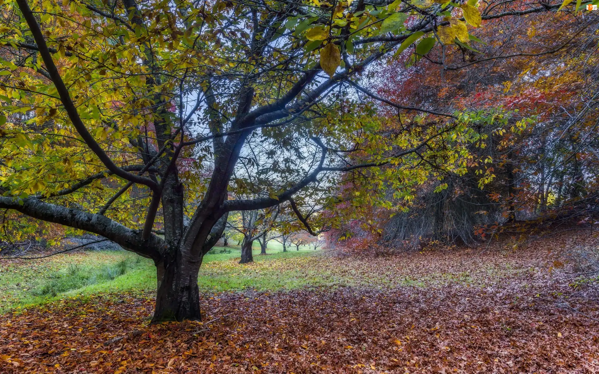 Opadłe, Jesień, Drzewa, Park, Liście