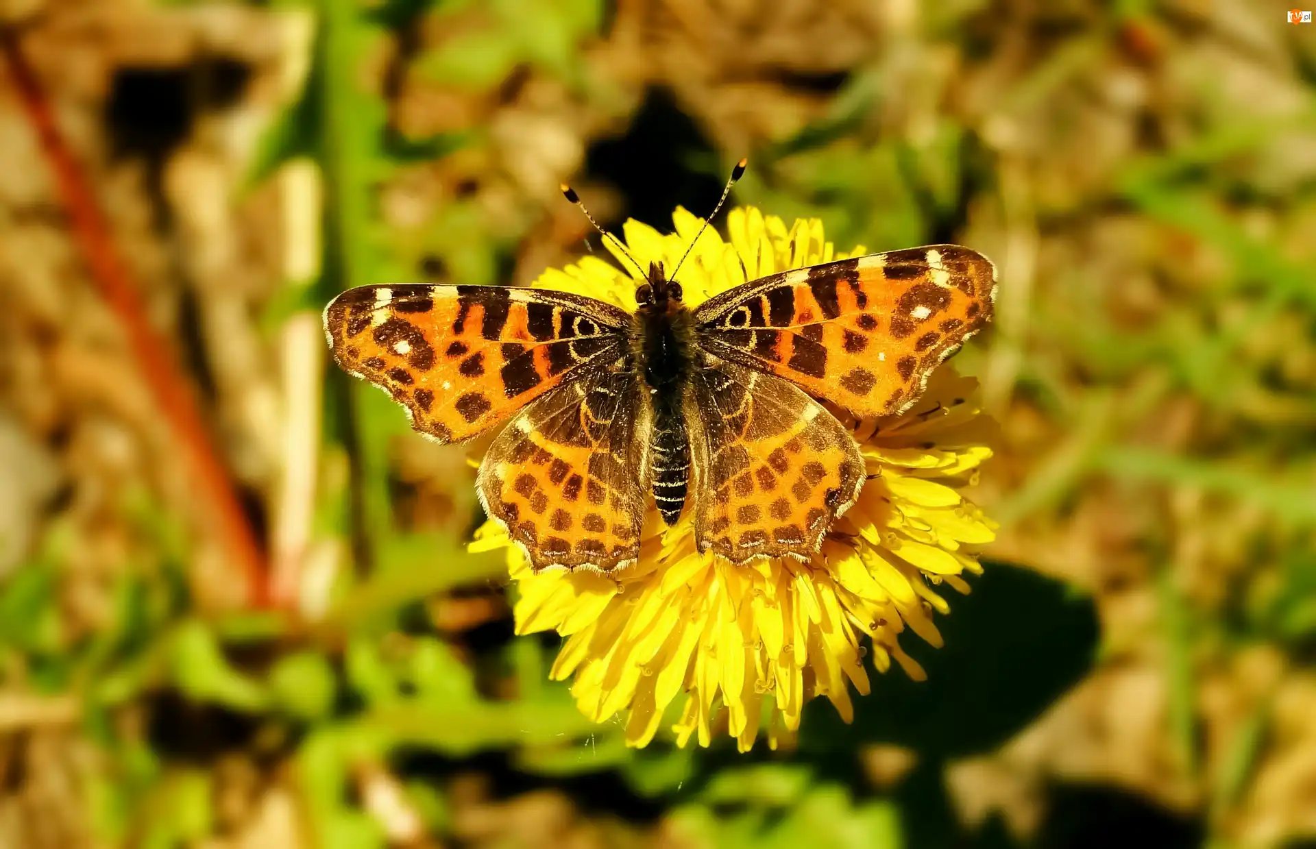 Kwiat, Motyl, Rusałka kratkowiec