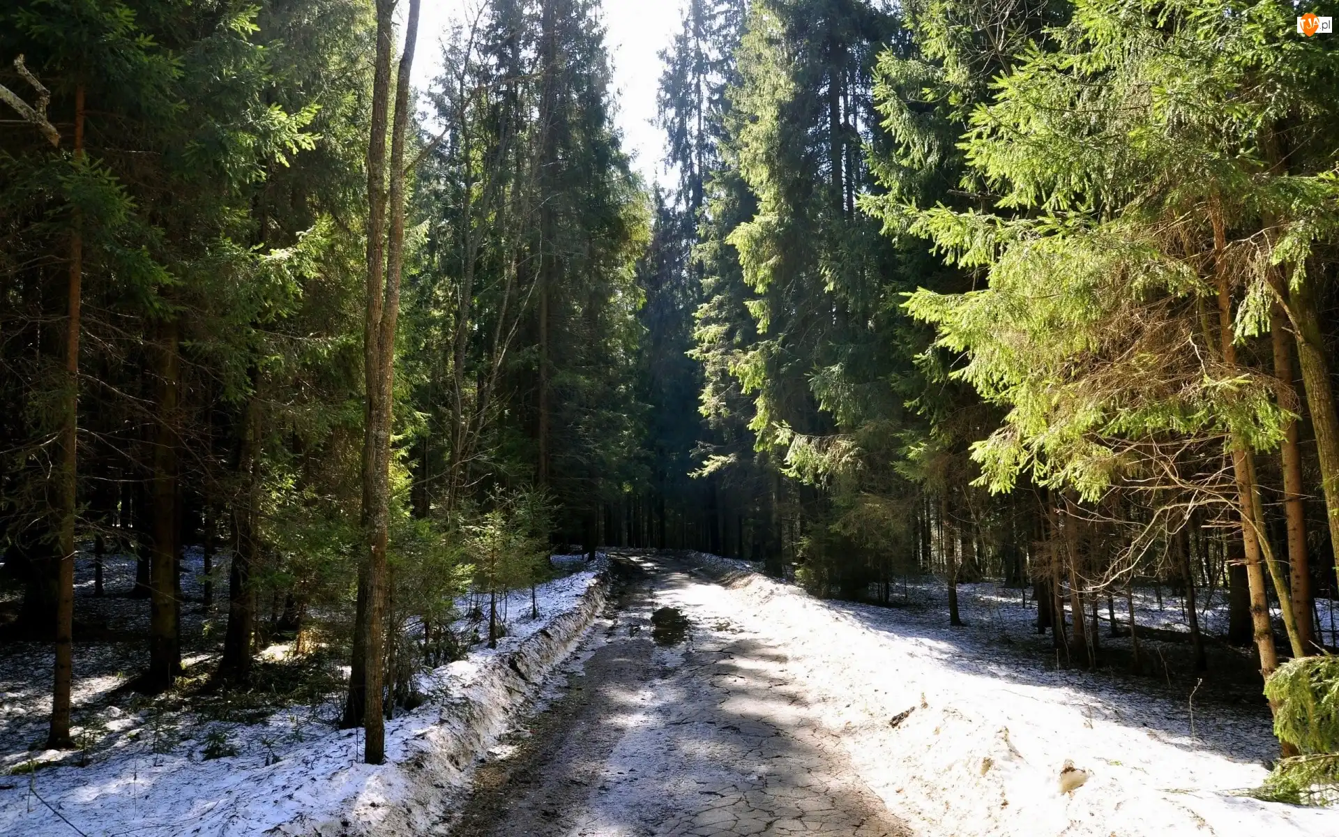 Drzewa, Śnieg, Leśna, Droga