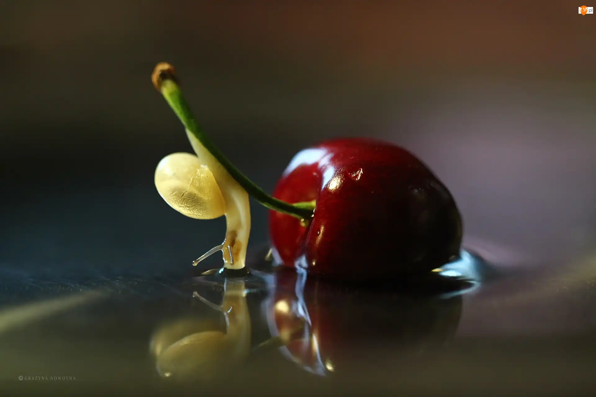 Ślimak, Czereśnia, Owoc